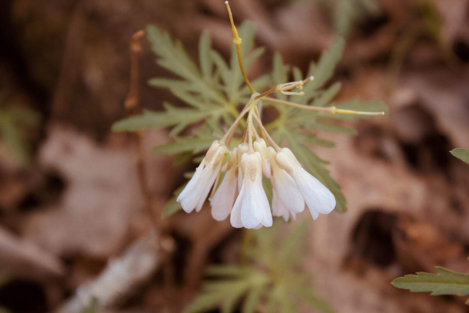 Canon EOS 550D (EOS Rebel T2i / EOS Kiss X4) sample photo. Cutleaf toothwart, flower, wildflower photography