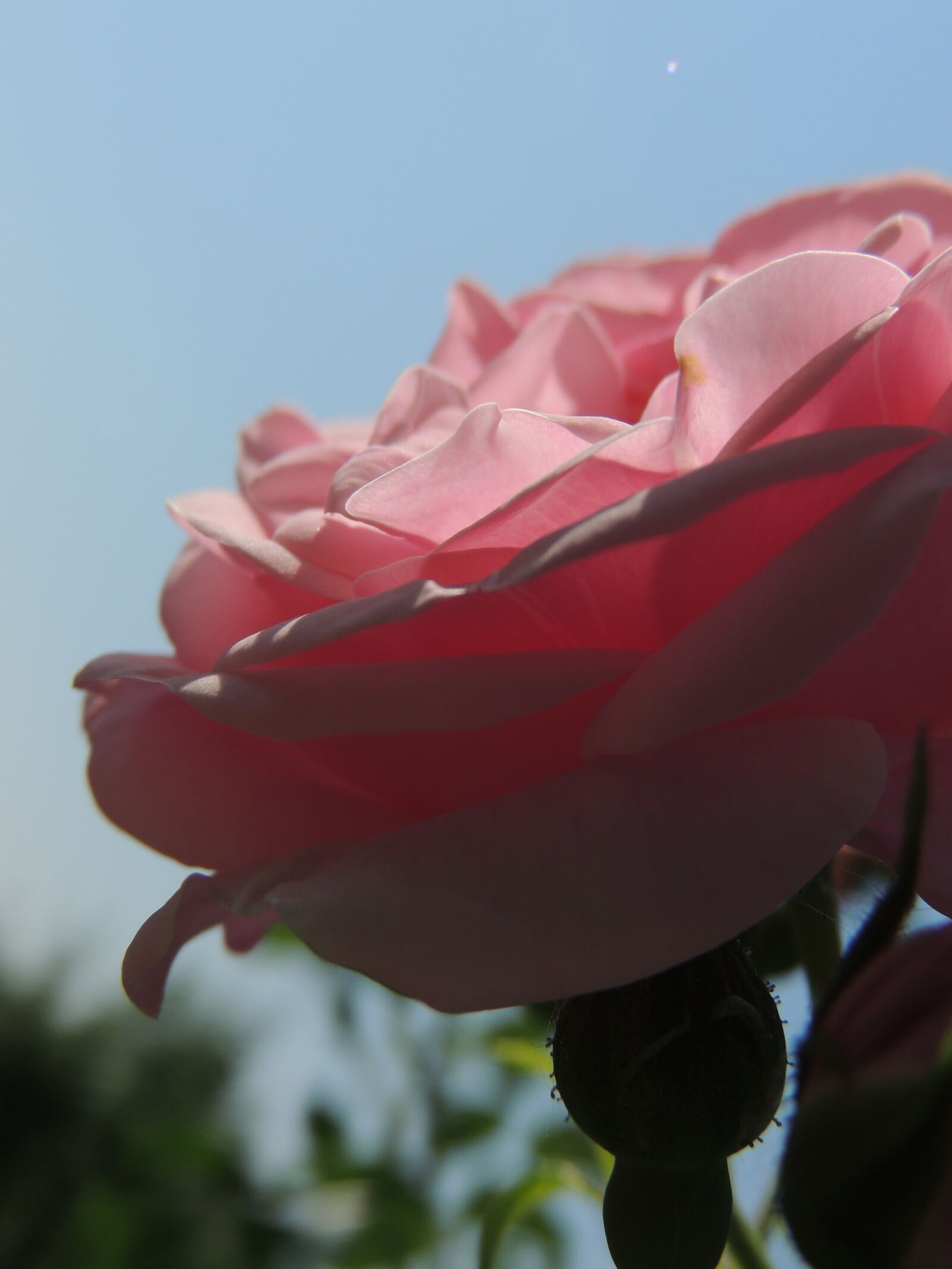 Nikon Coolpix P510 sample photo. Pink, rose, flower photography