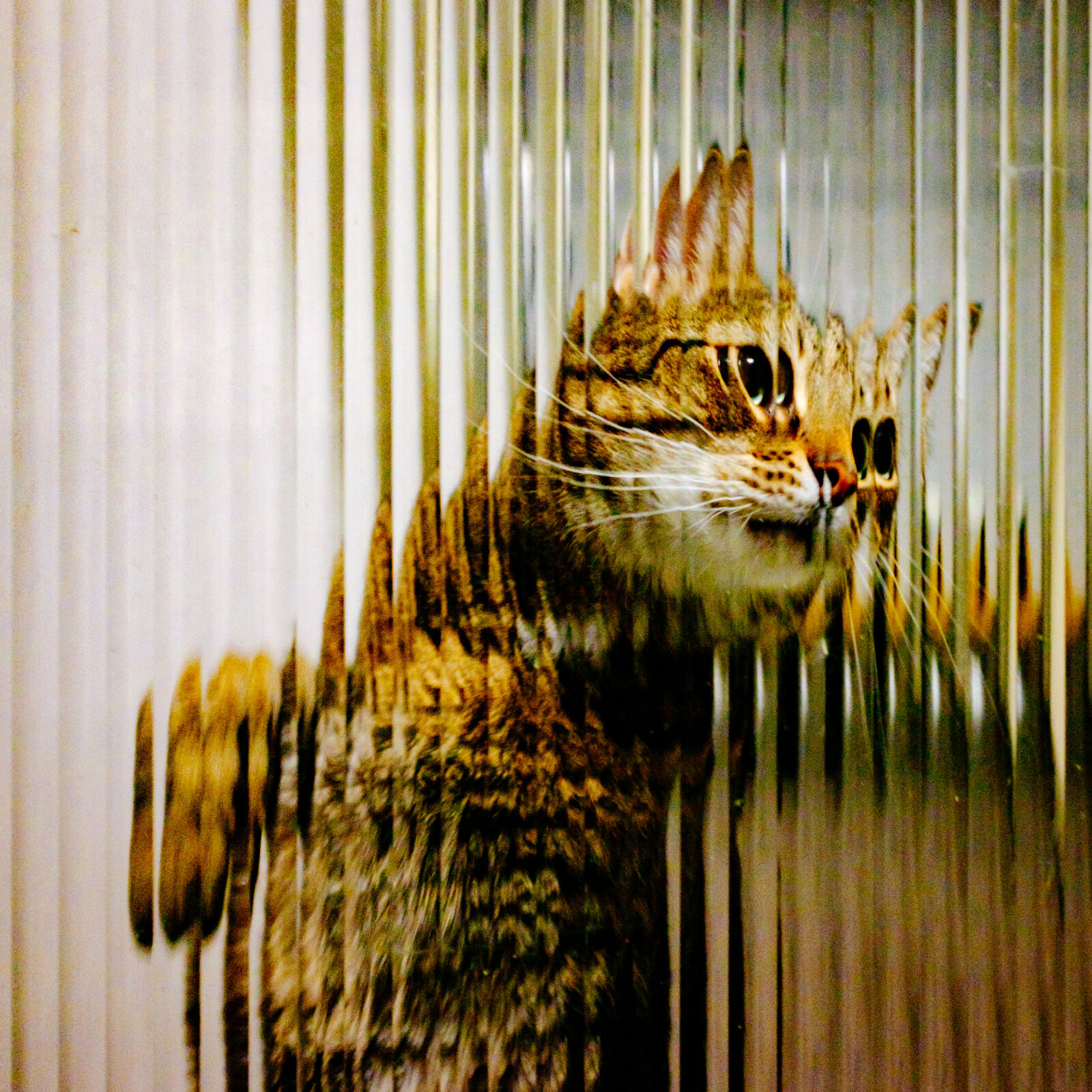 Fujifilm X100T sample photo. Cat photography
