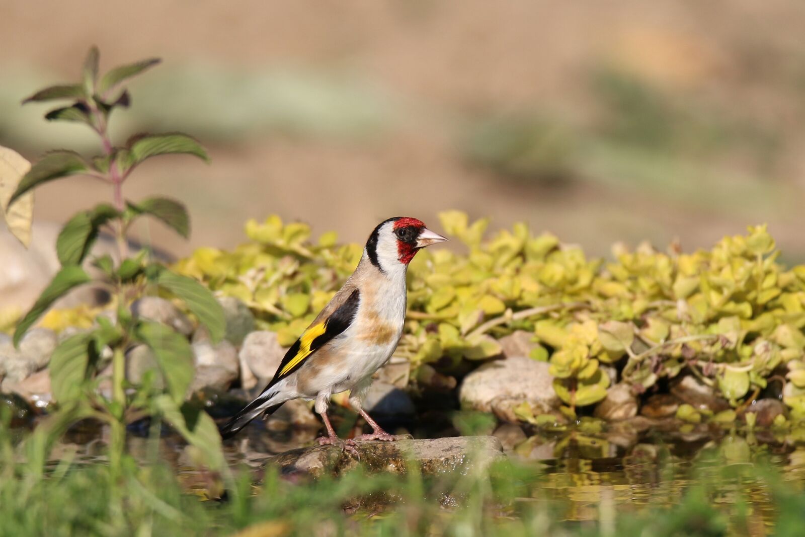 Canon EOS 70D + Tamron SP 150-600mm F5-6.3 Di VC USD sample photo. Goldfinch, european, water photography