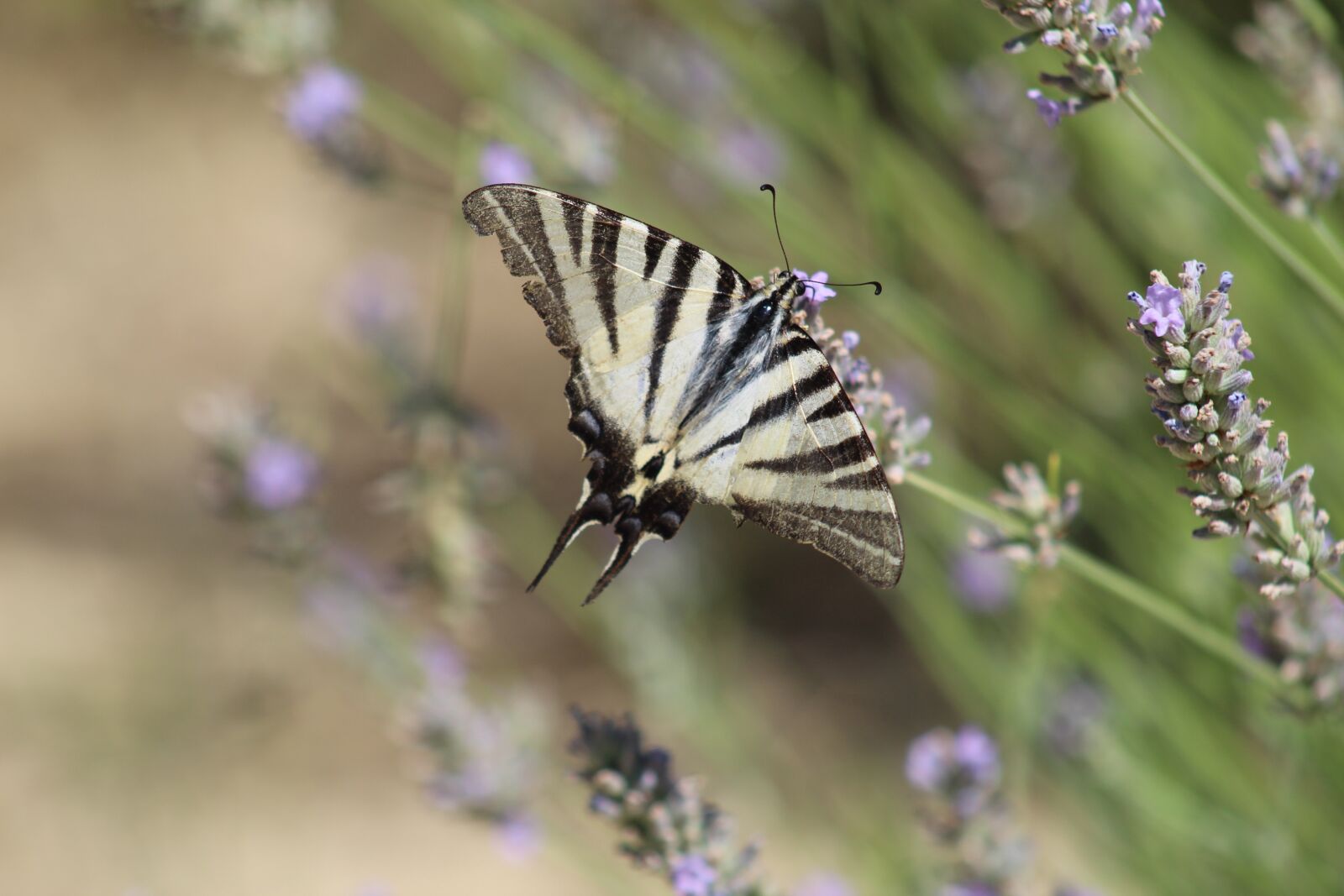 Canon EOS 4000D (EOS Rebel T100 / EOS 3000D) sample photo. Butterfly, insect, lavender photography