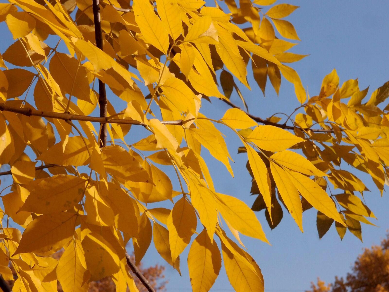 Olympus XZ-1 sample photo. Autumn, foliage, leaves photography