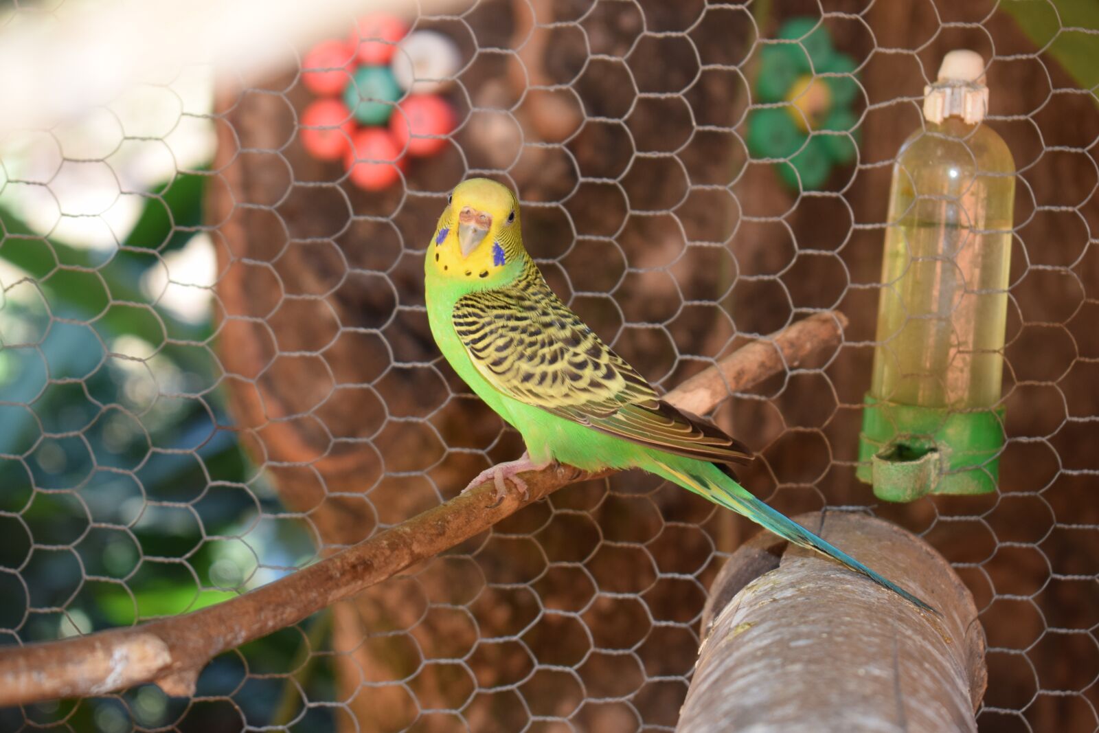 Nikon D5300 sample photo. Parakeet, bird, colorful photography