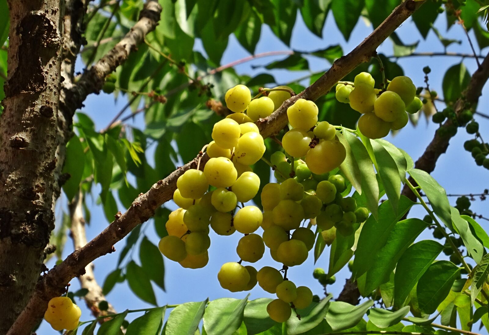 Sony DSC-HX60V sample photo. Berry, ripe, yellow photography