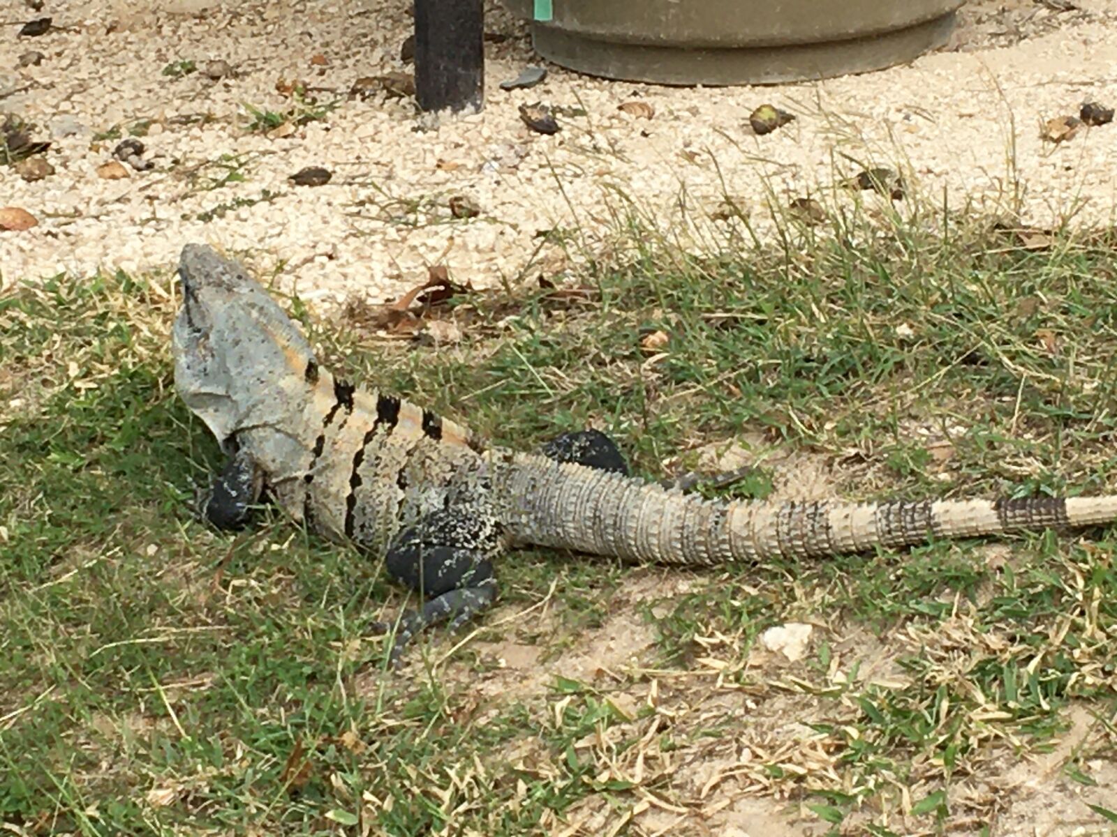 Apple iPhone 6s sample photo. Tulum, beach, quintana roo photography