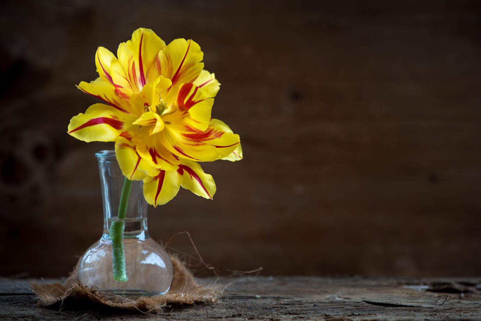 Nikon D750 sample photo. Tulip, flower, blossom photography