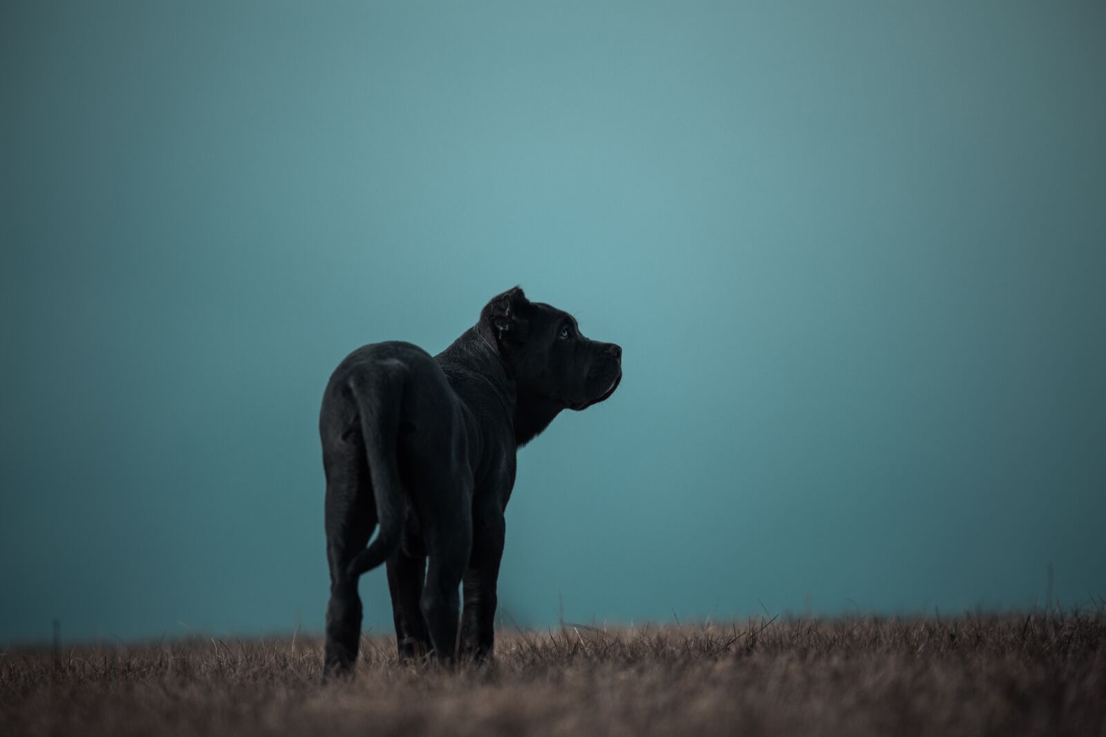 Canon EOS 6D sample photo. Bandog, puppy, blue eyes photography