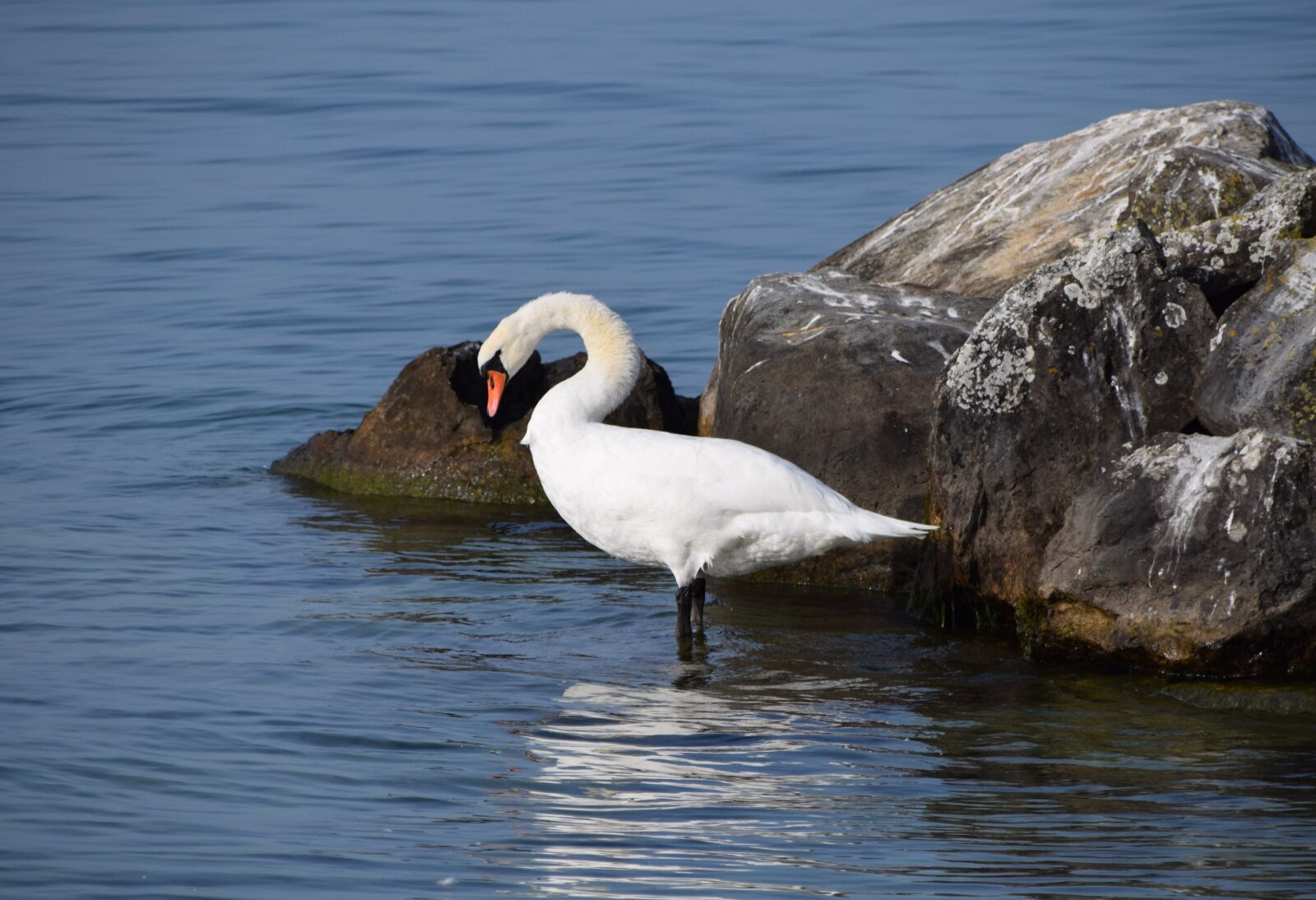 Nikon D5300 sample photo. Animals, birds, swans photography