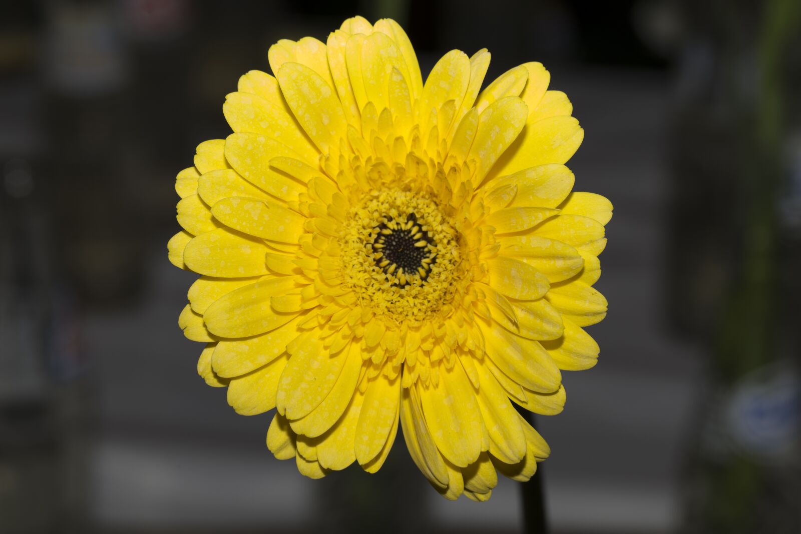 Canon EF 100mm F2.8L Macro IS USM sample photo. Nature, flower, flora photography
