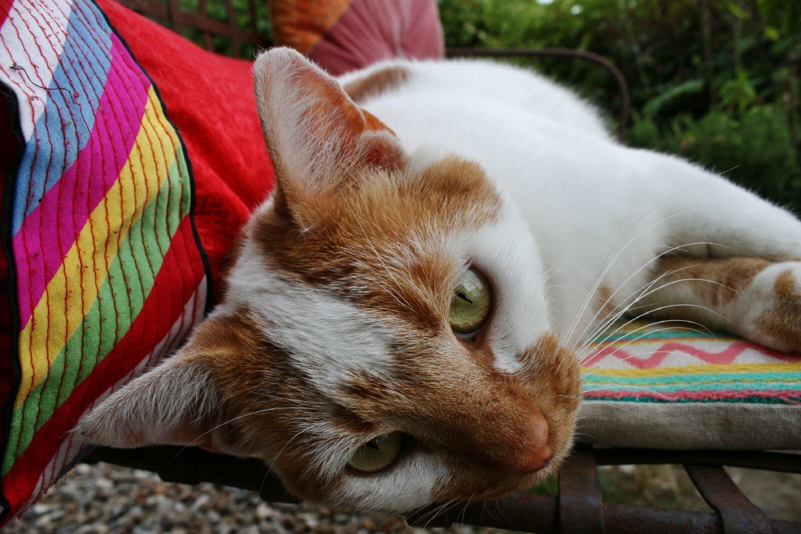 Canon EOS 400D (EOS Digital Rebel XTi / EOS Kiss Digital X) sample photo. Cat, face, cat face photography