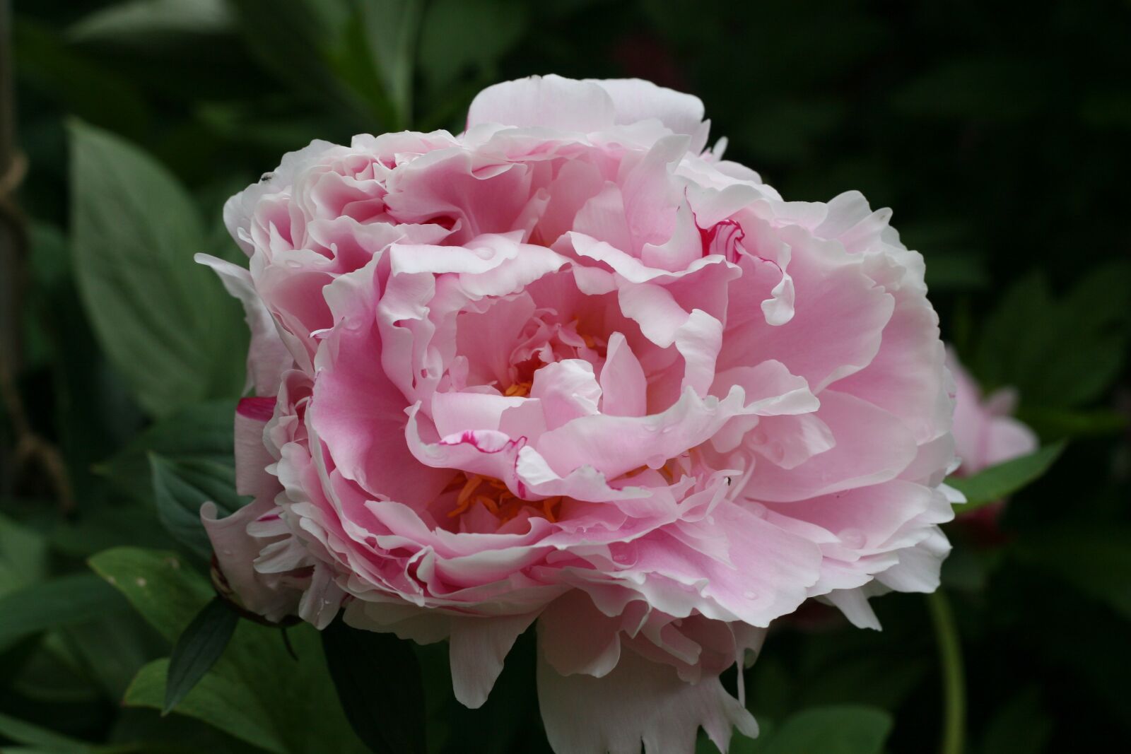 Canon EOS 20D sample photo. Flower, petal, nature photography