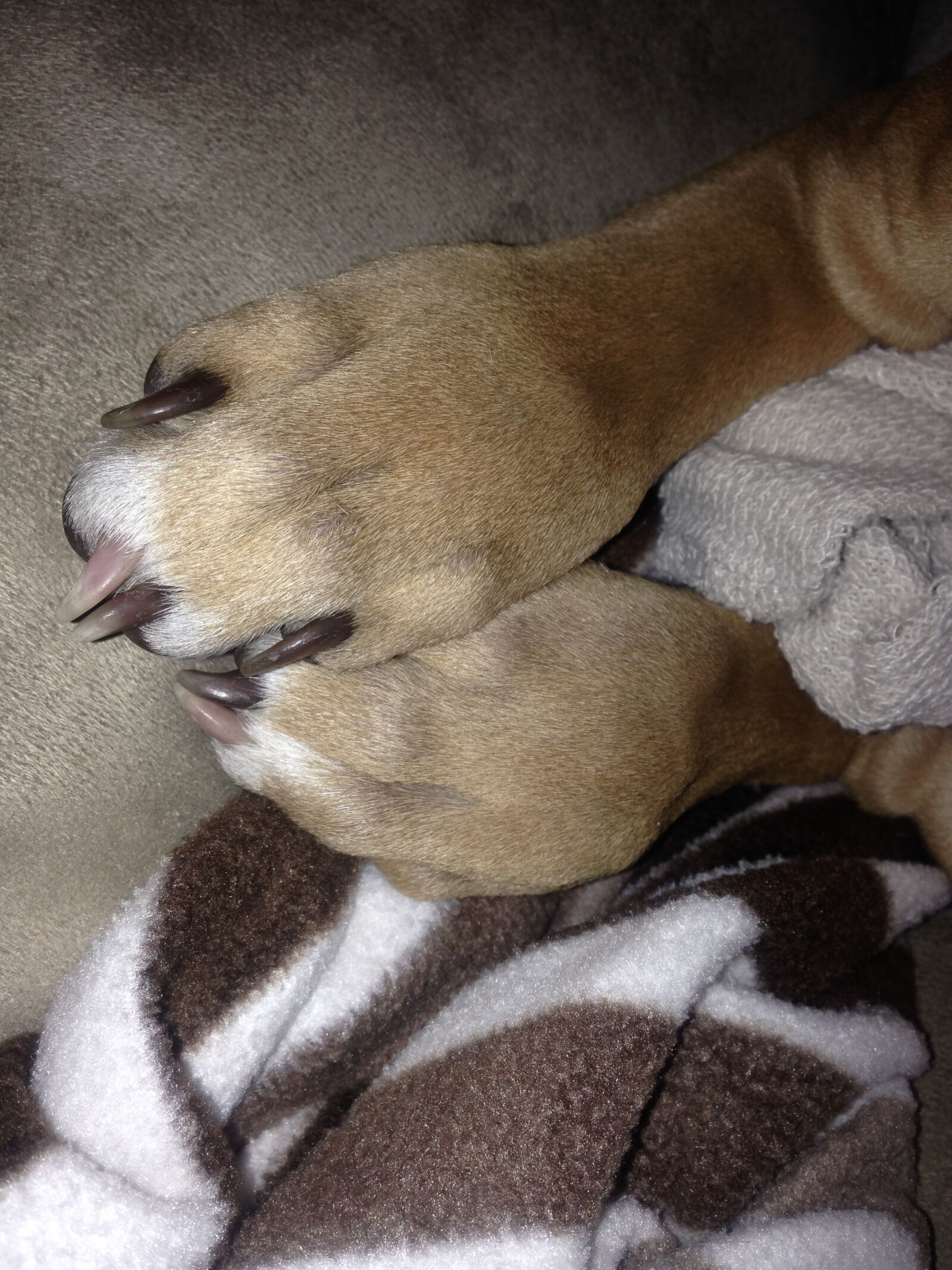 iPhone 5c back camera 4.12mm f/2.4 sample photo. Claws, dog, paws photography