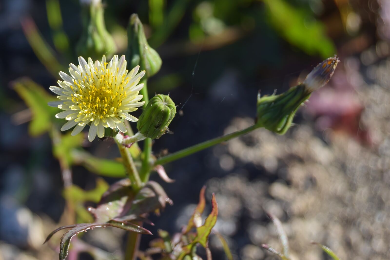 Nikon D3300 sample photo. Weekend, flower, flowers photography