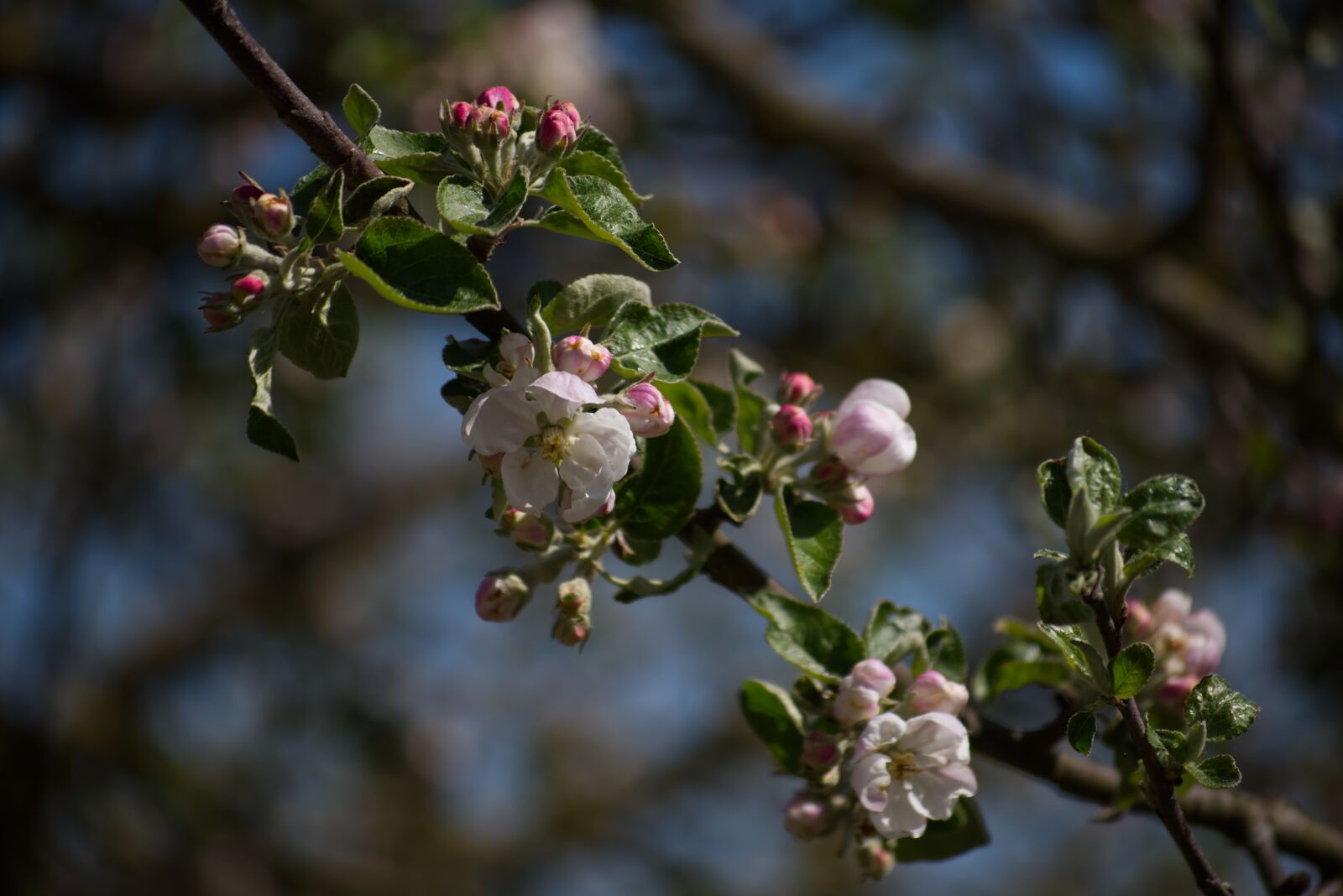 Nikon D5500 sample photo. Blossom, bloom, white photography