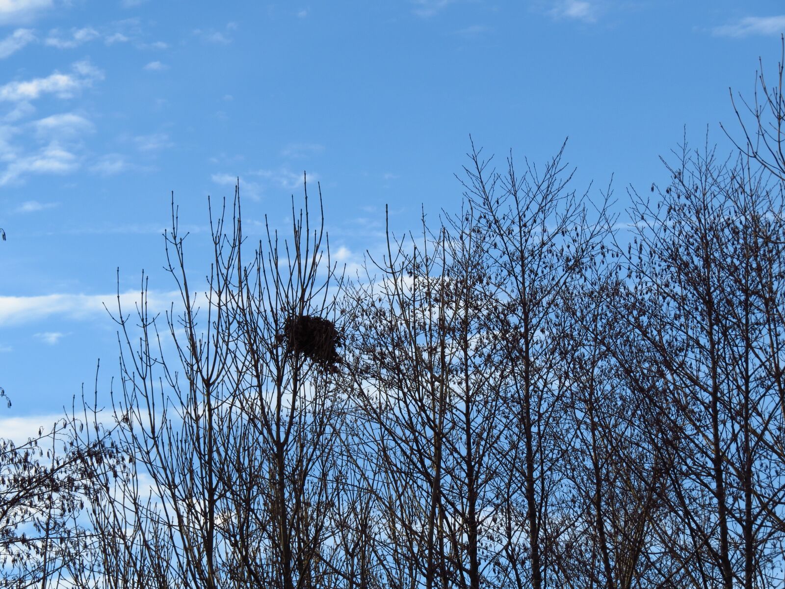 Canon PowerShot SX50 HS sample photo. Nest, bird's nest, nesting photography