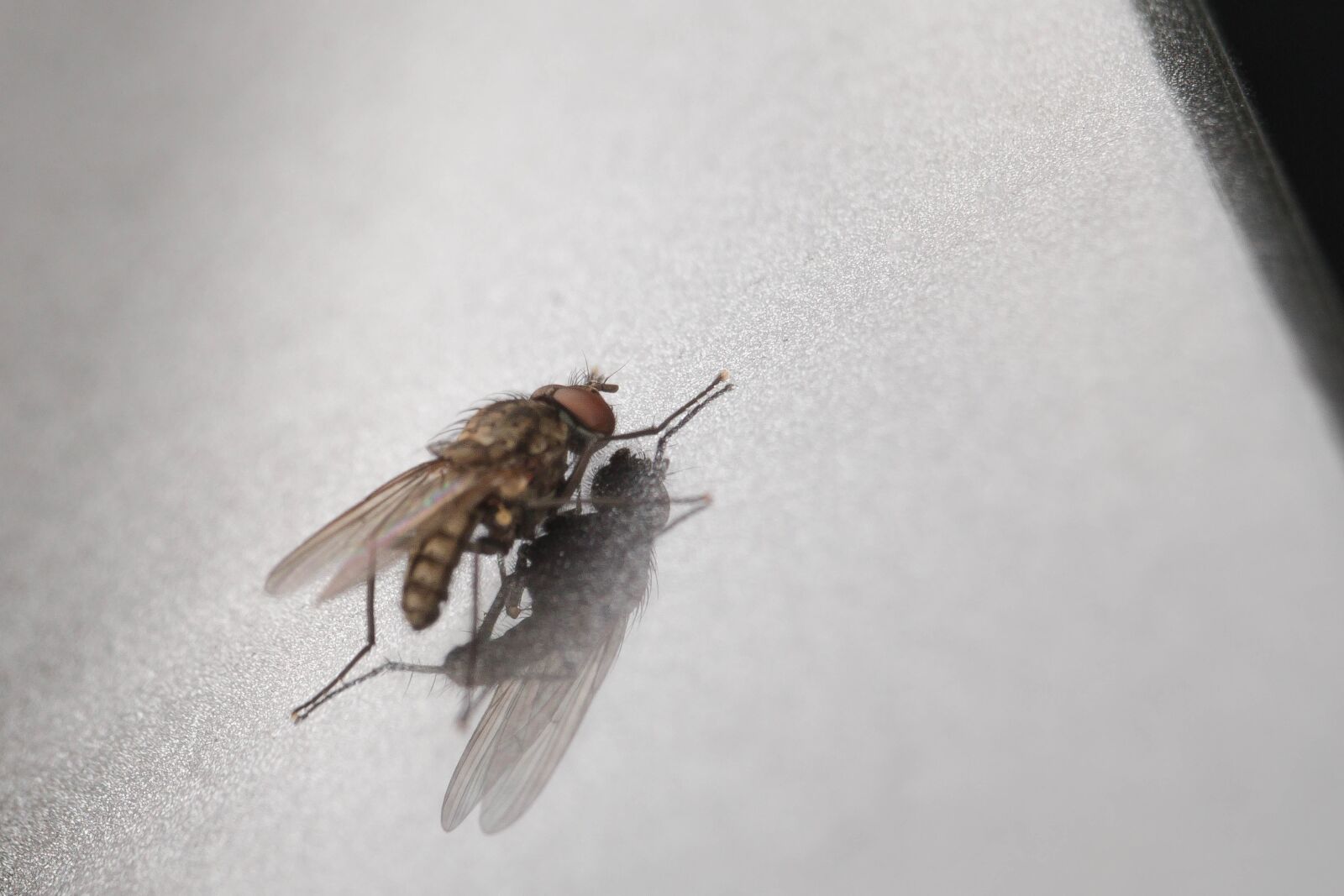 Canon EF-S 55-250mm F4-5.6 IS STM sample photo. Fly, macro, insect photography
