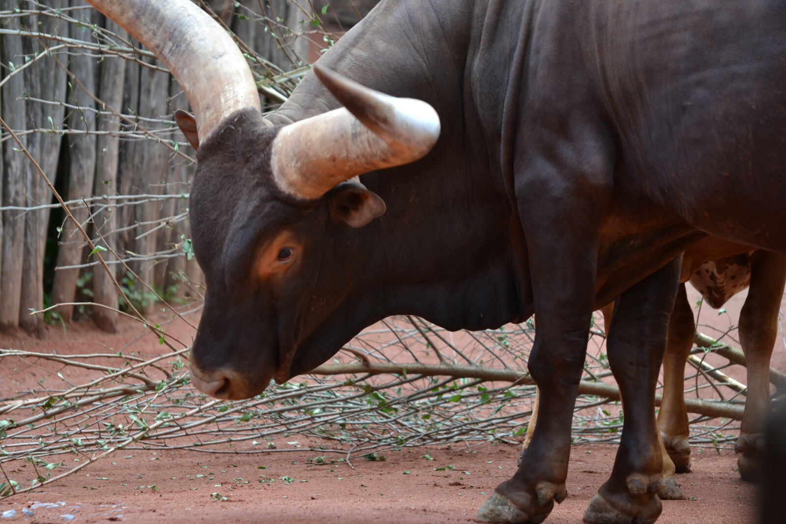 Nikon D3100 sample photo. Africa, horns, pet photography