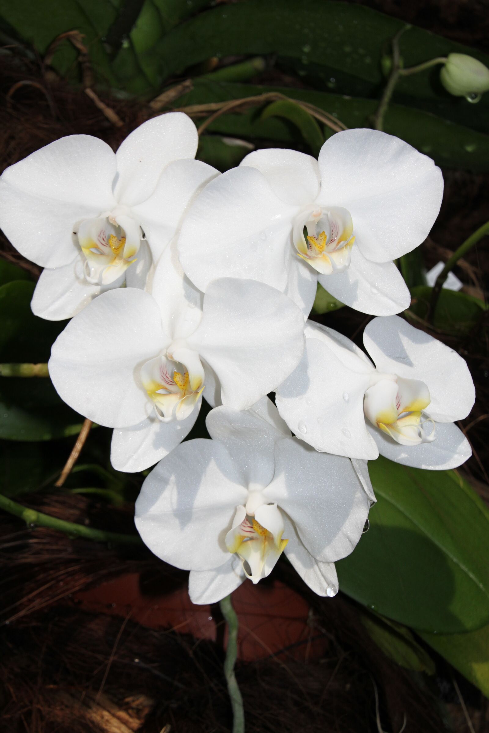 Canon EOS 7D sample photo. Flower, plant, nature photography