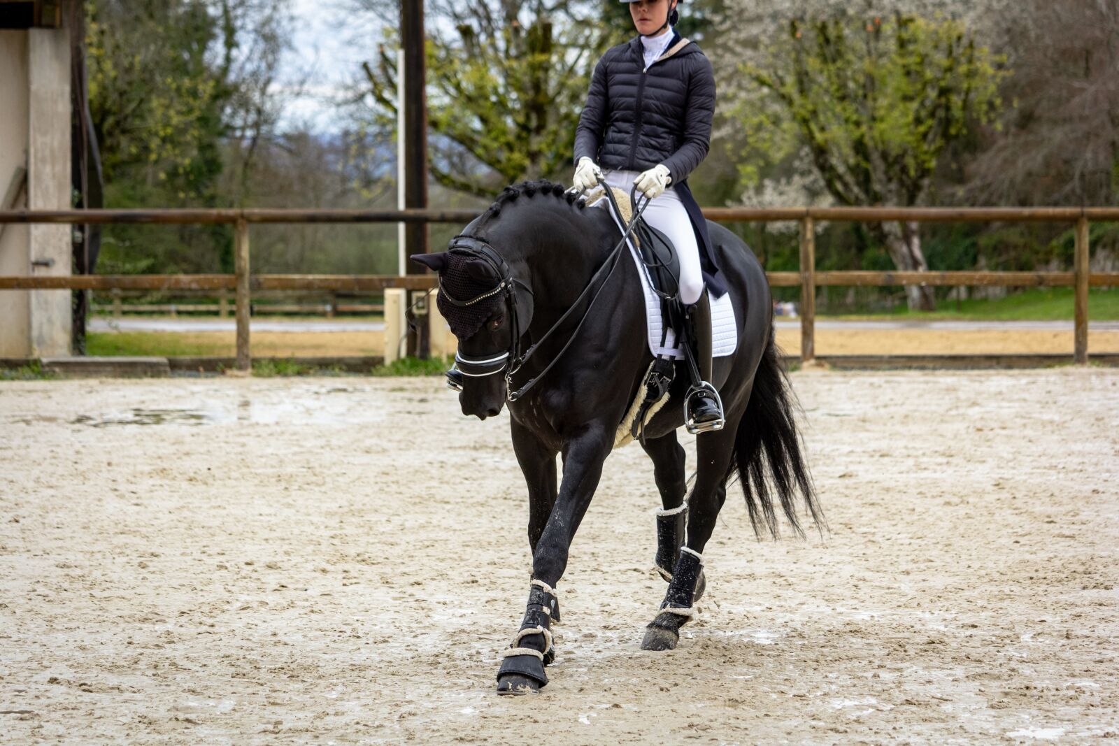 Canon EF-S 55-250mm F4-5.6 IS STM sample photo. Horse, horses, dressage photography