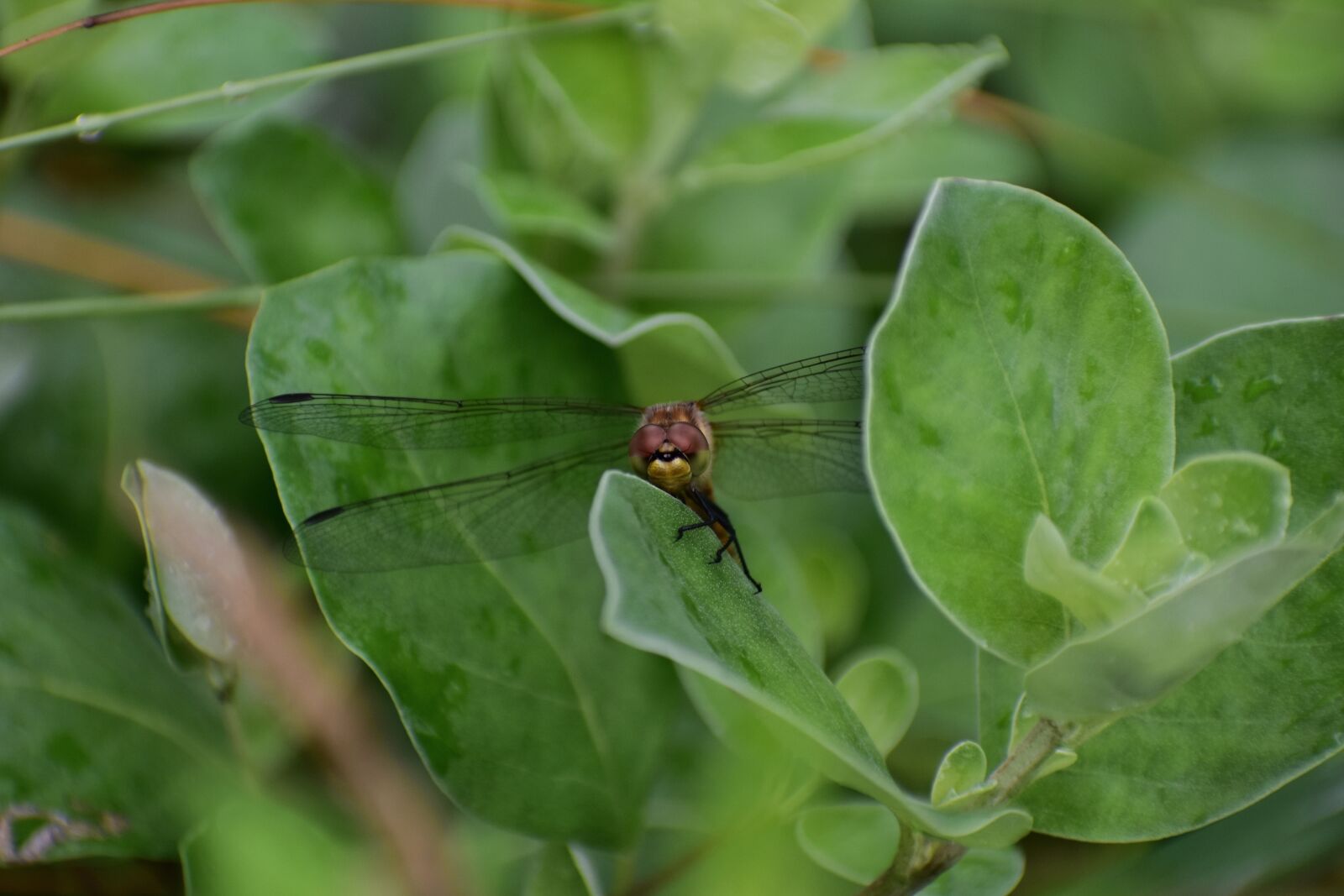 Nikon D7200 sample photo. Natural, landscape, plant photography