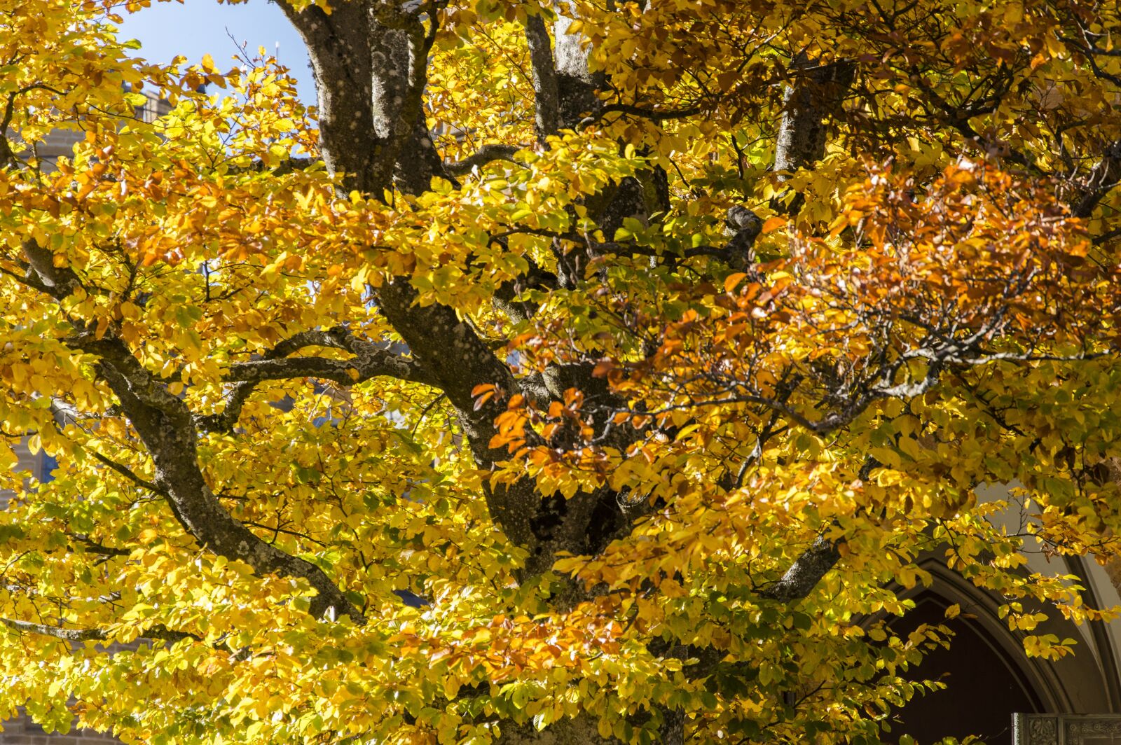 Nikon D3200 sample photo. Autumn, autumn colours, leaves photography