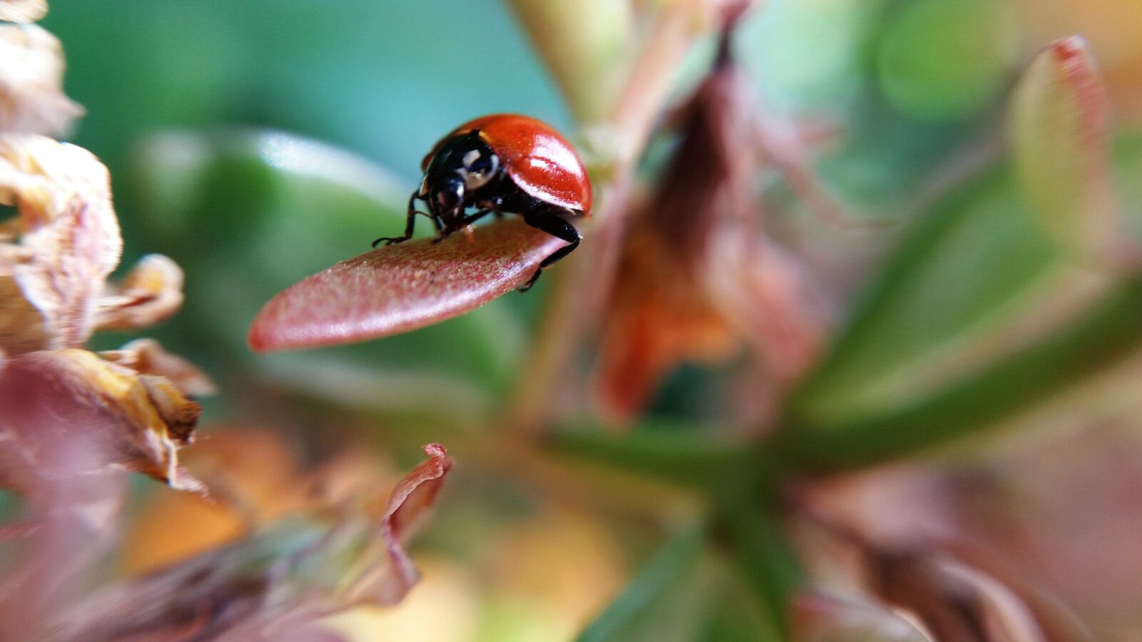 Samsung Galaxy S5 sample photo. Colors, garden, gardener, insect photography
