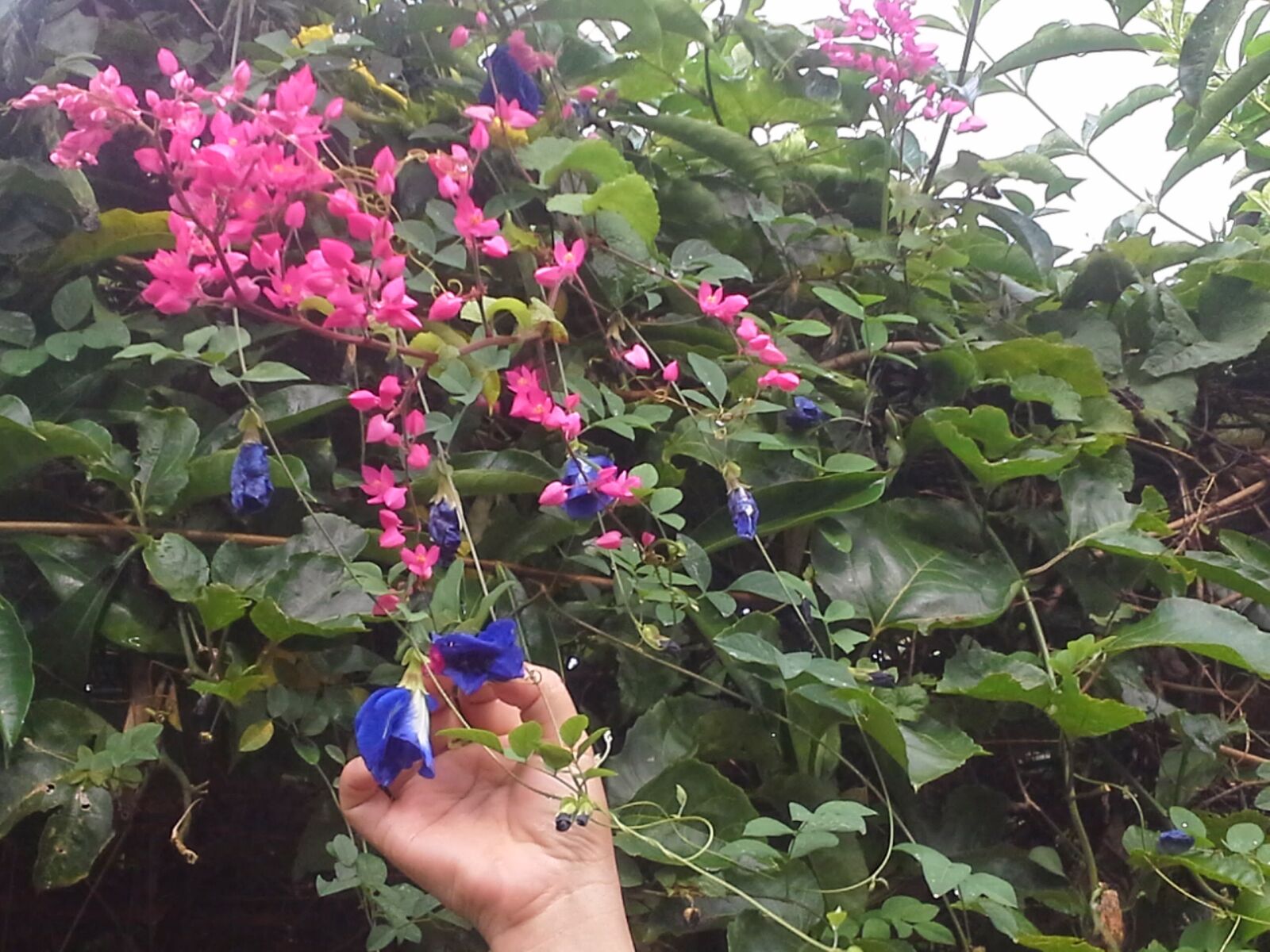 Samsung Galaxy Note 10.1 sample photo