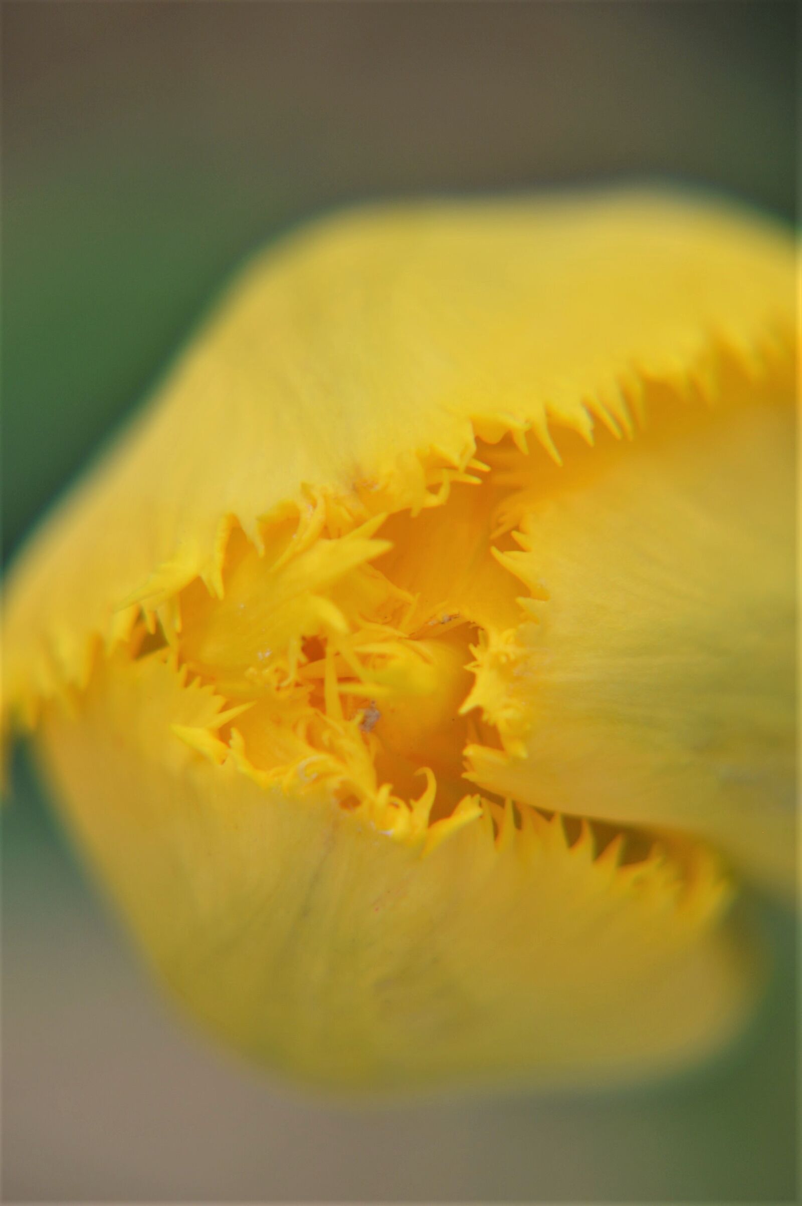 Nikon D3200 sample photo. Tulip, flower, spring photography