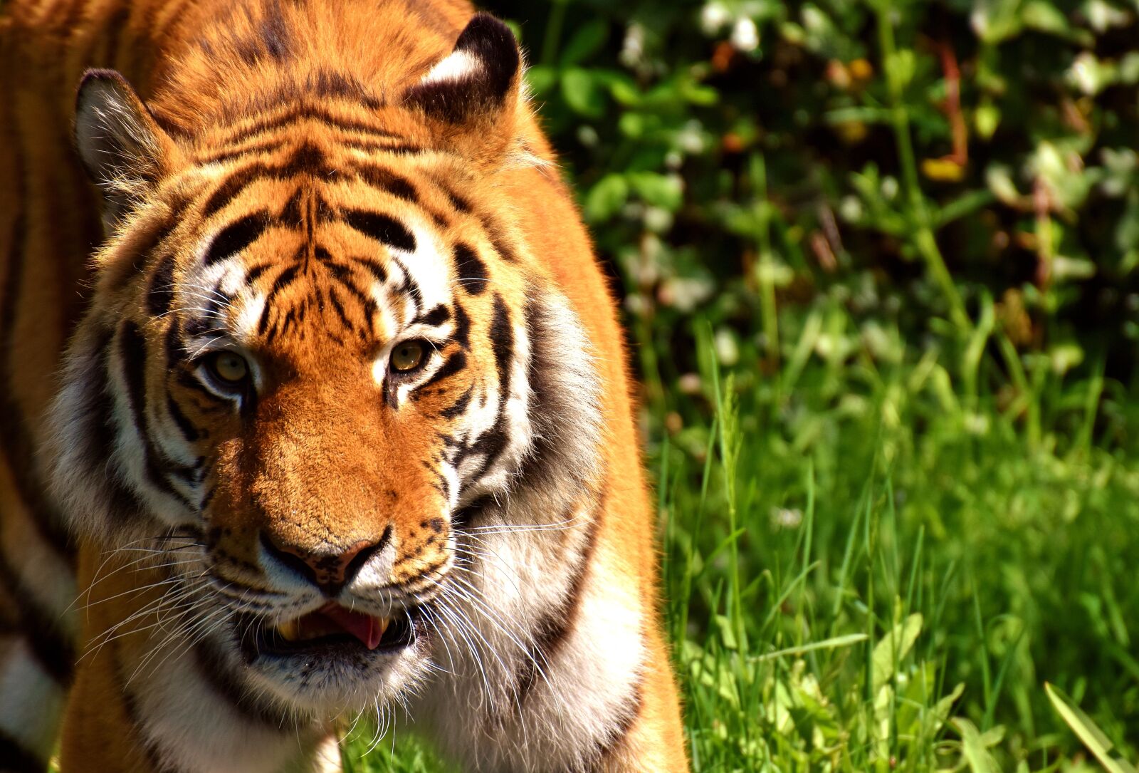 Nikon D7200 sample photo. Tiger, predator, fur photography