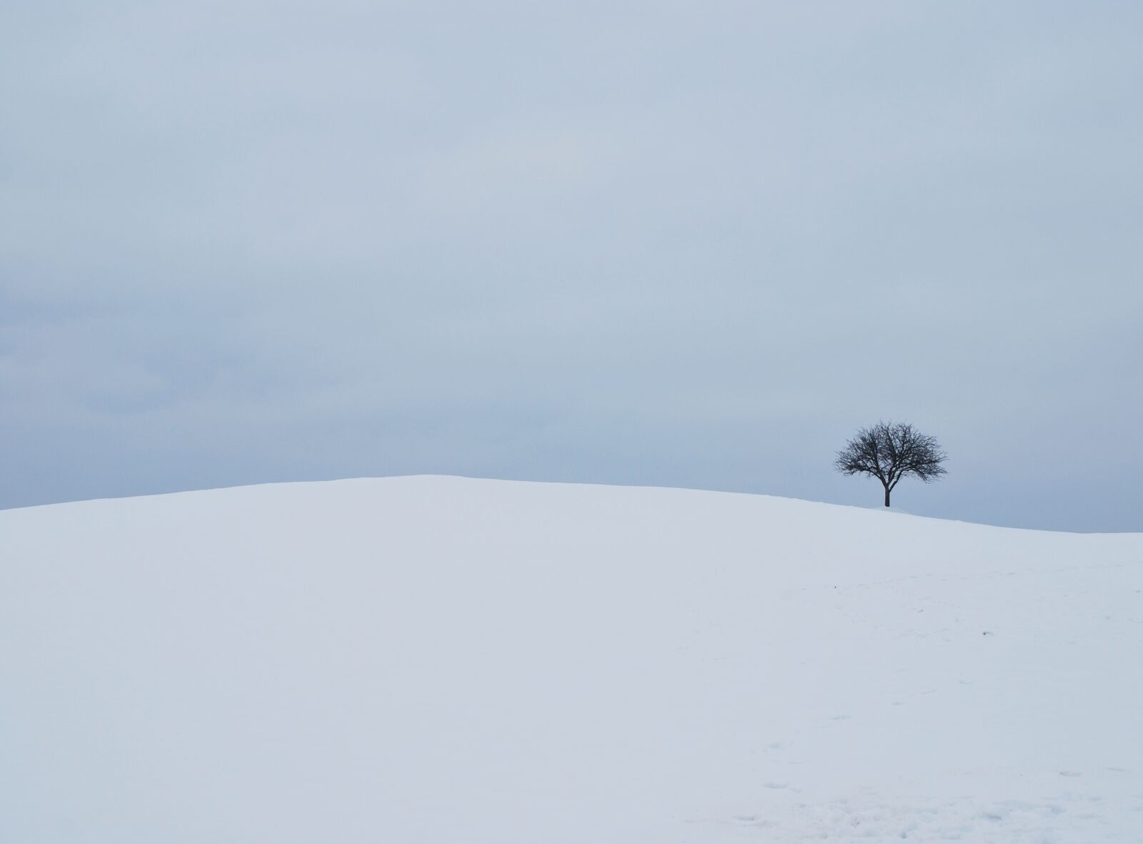 Nikon D60 sample photo. Winter, white, tree photography