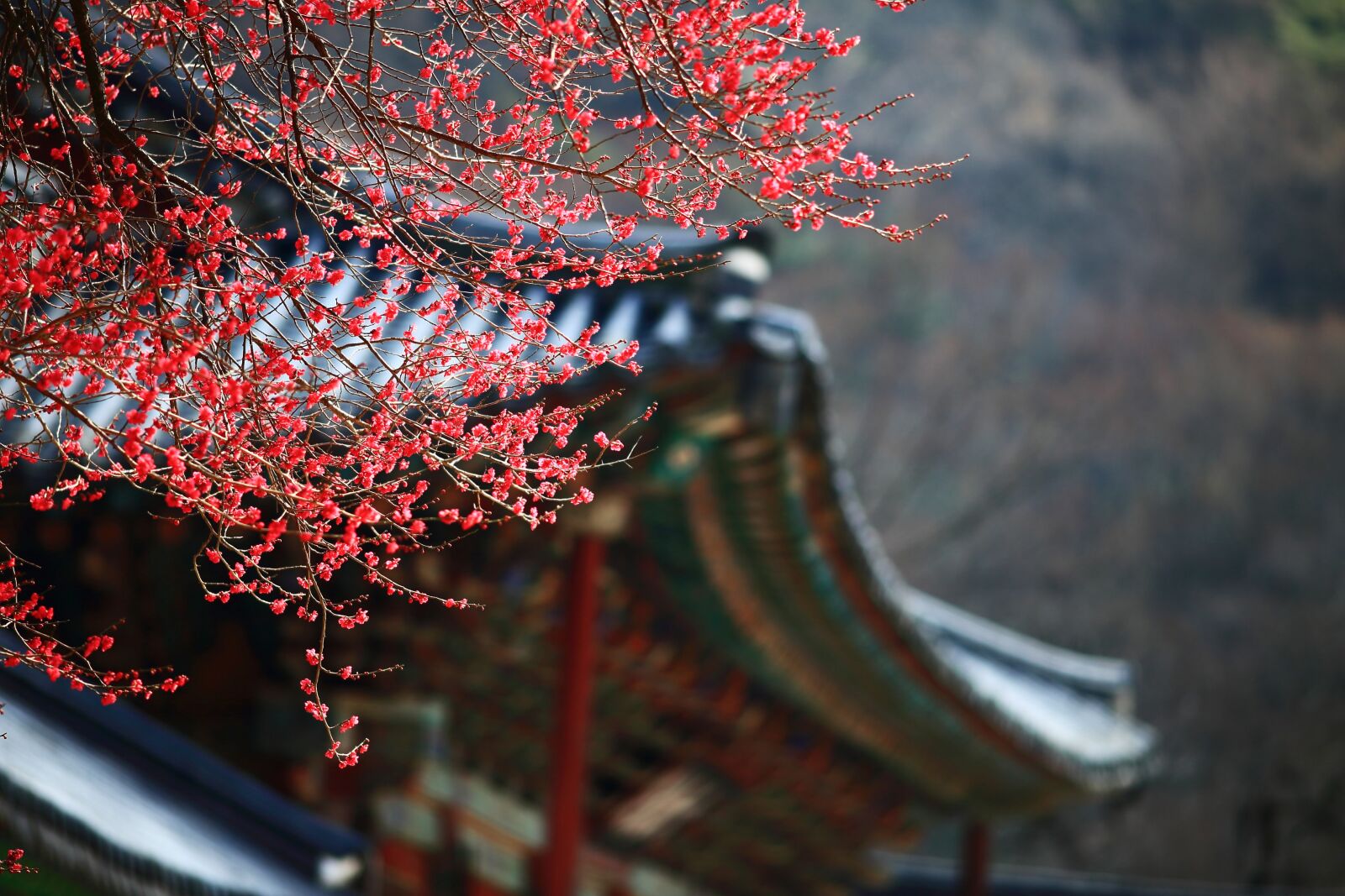 Canon EF 200mm f/2.8L sample photo. Red plum, republic of photography