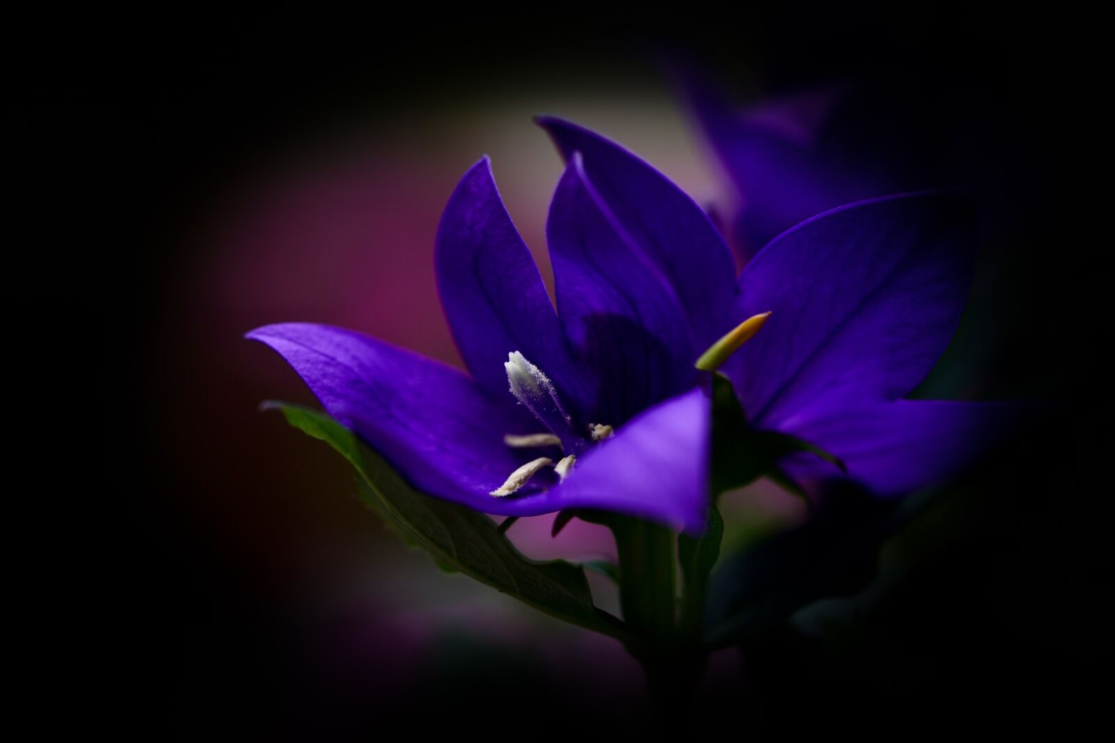 Sony FE 90mm F2.8 Macro G OSS sample photo. Blossom, bloom, flower photography