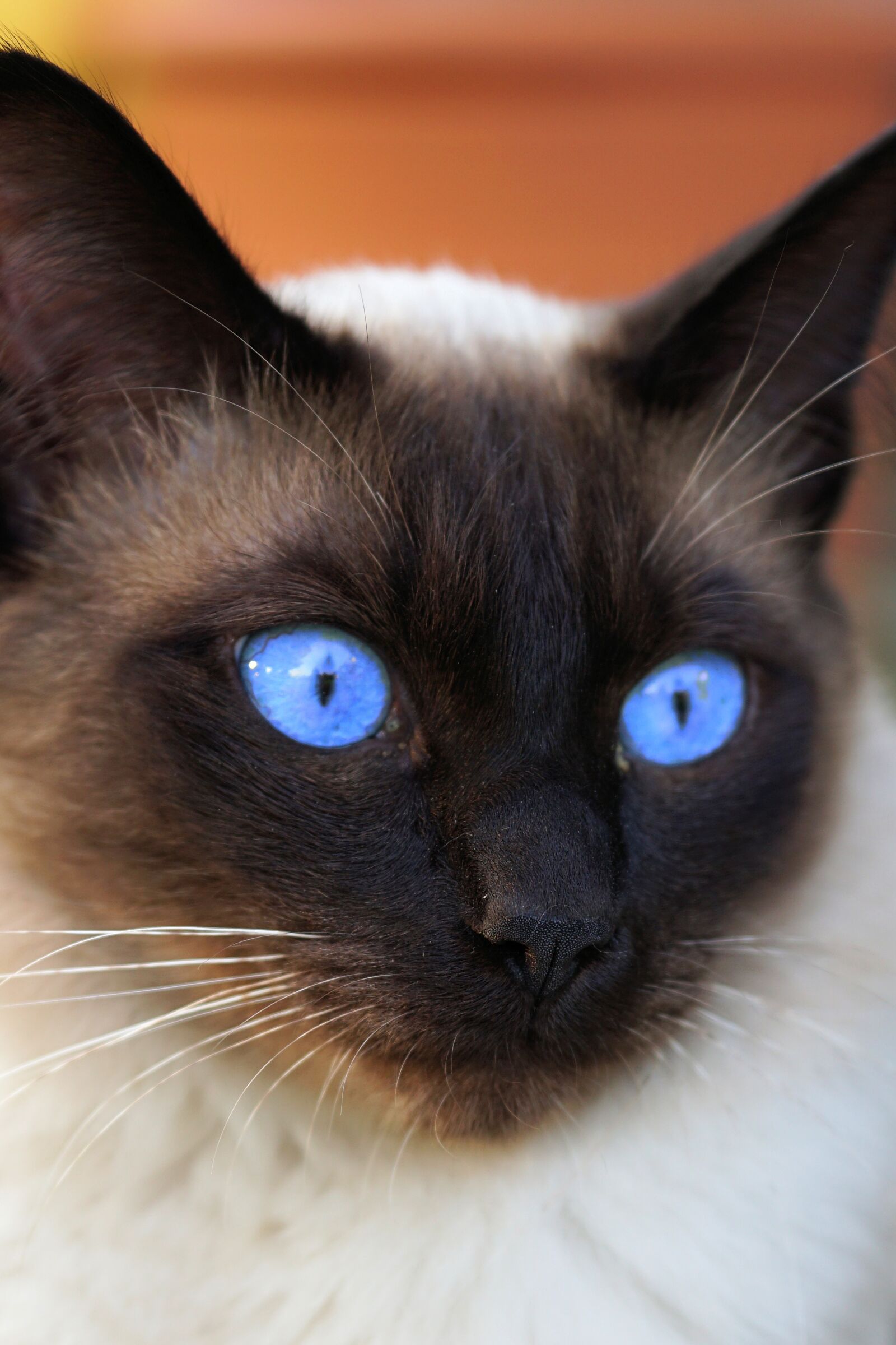 Sony a6000 + E 60mm F2.8 sample photo. Siam, siamese cat, cat photography