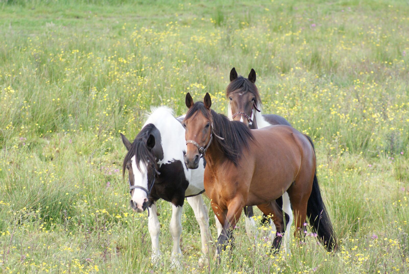 Sony Alpha DSLR-A200 sample photo. Horses, nature, horse photography
