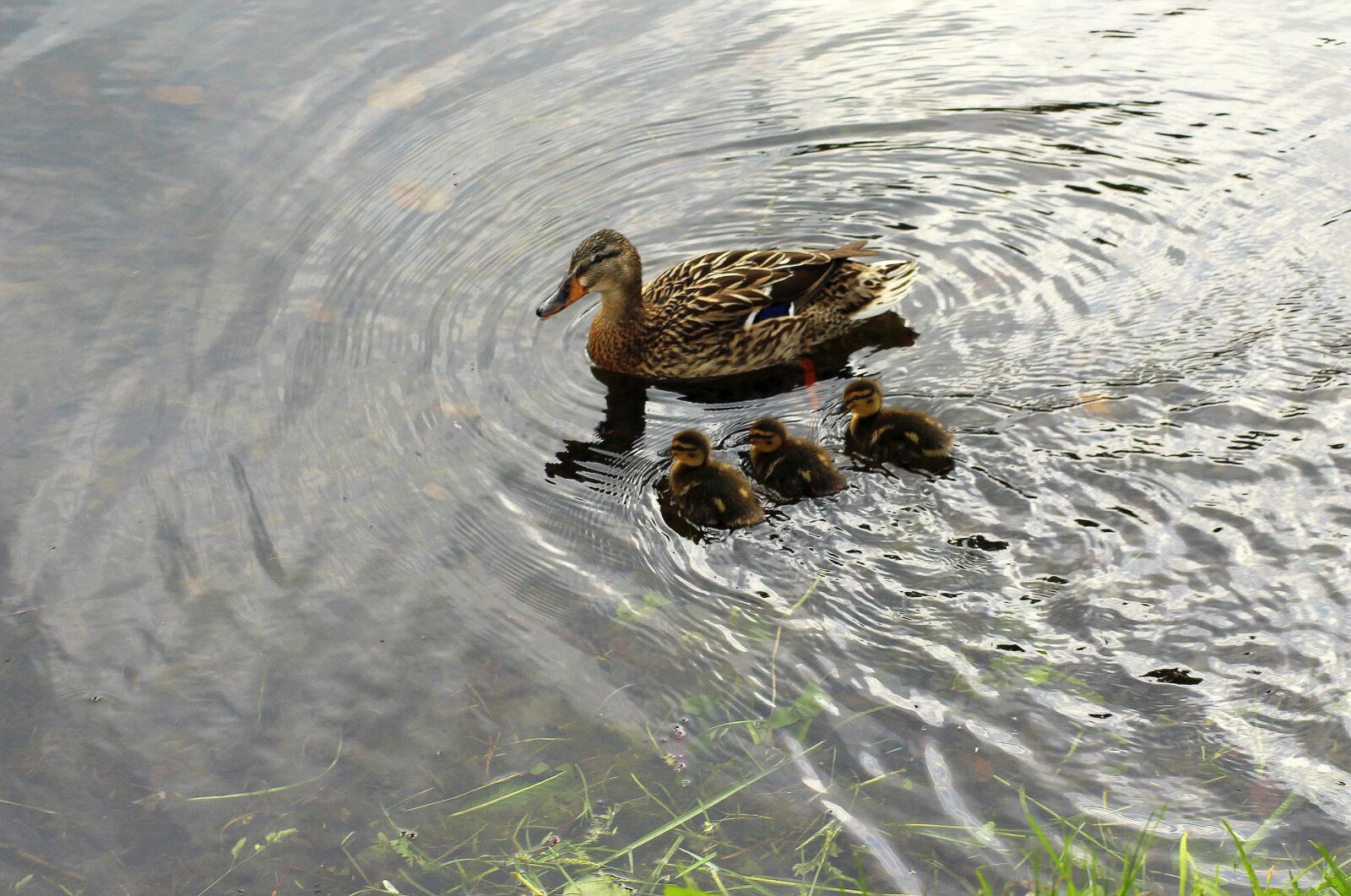Canon EOS 1200D (EOS Rebel T5 / EOS Kiss X70 / EOS Hi) sample photo. Duck, waterfowl, pond photography