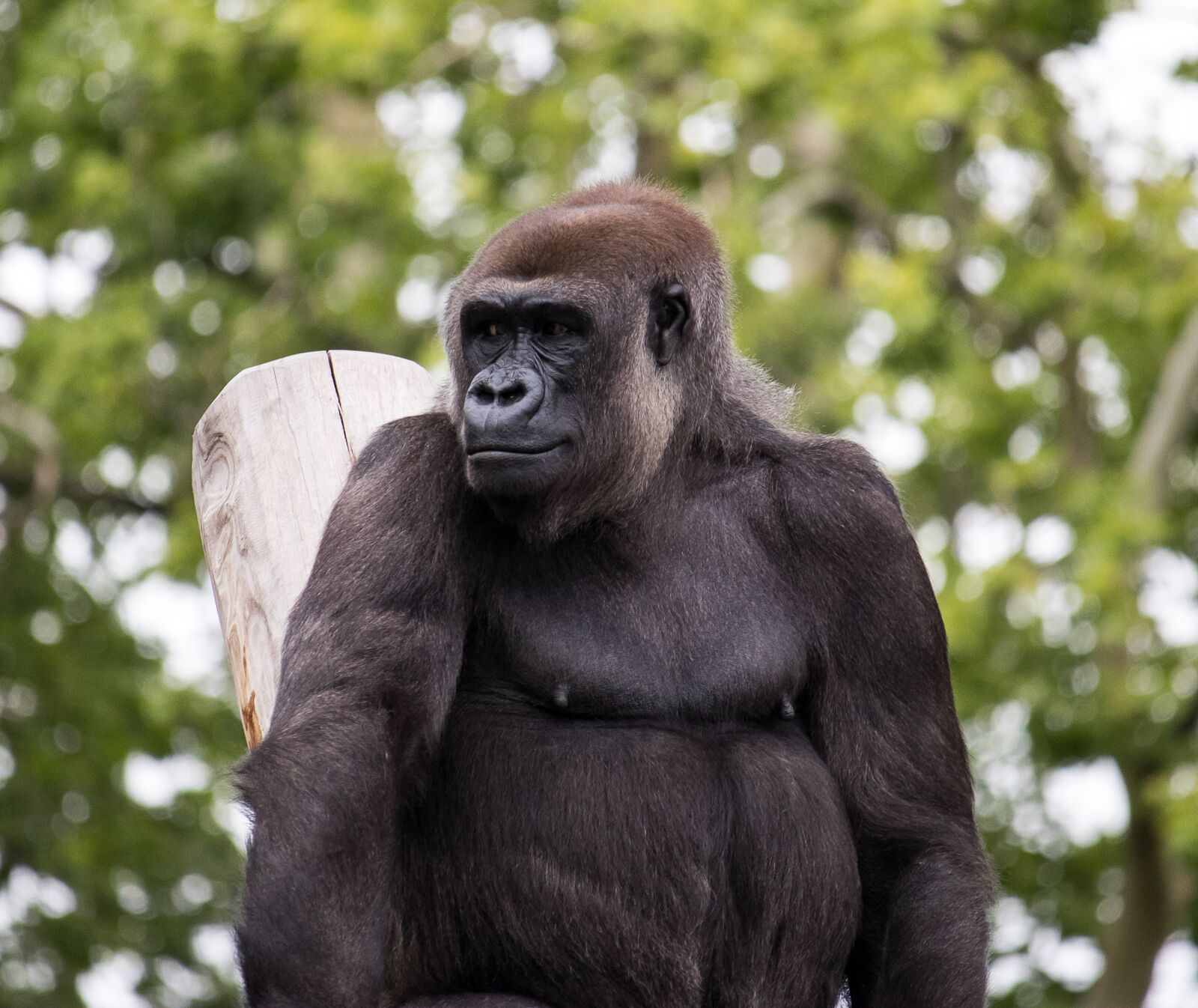 Canon EF-S 55-250mm F4-5.6 IS STM sample photo. Gorilla, monkey, mammal photography