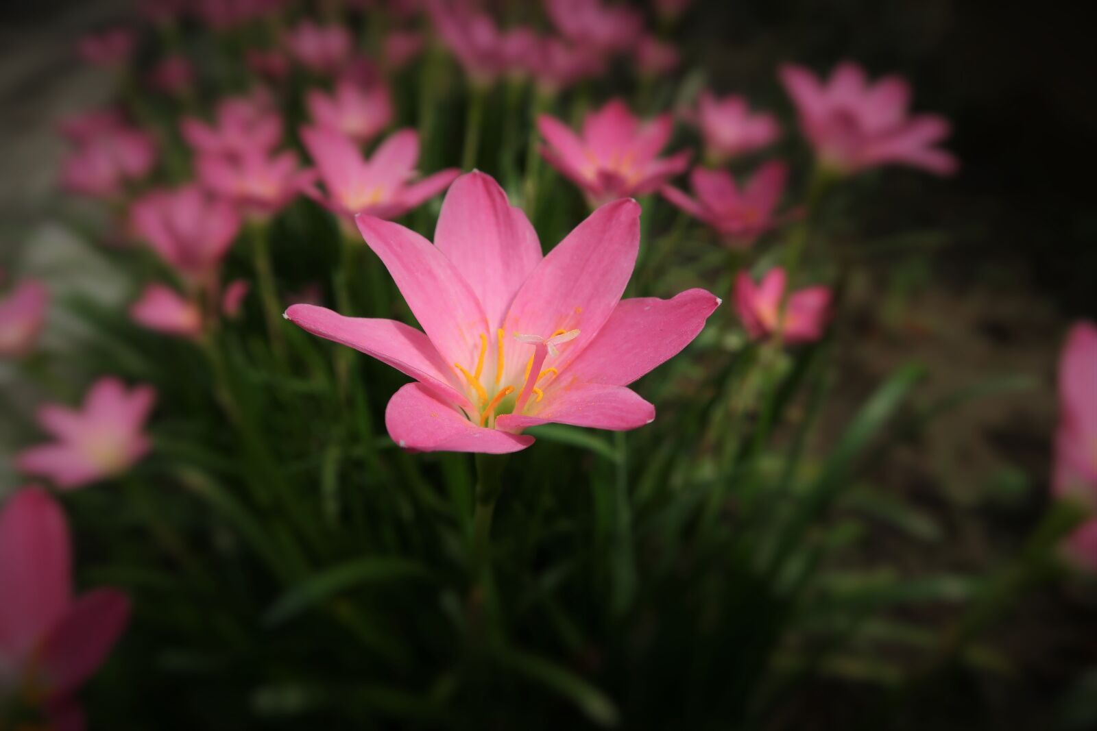 Canon PowerShot G7 X Mark II sample photo