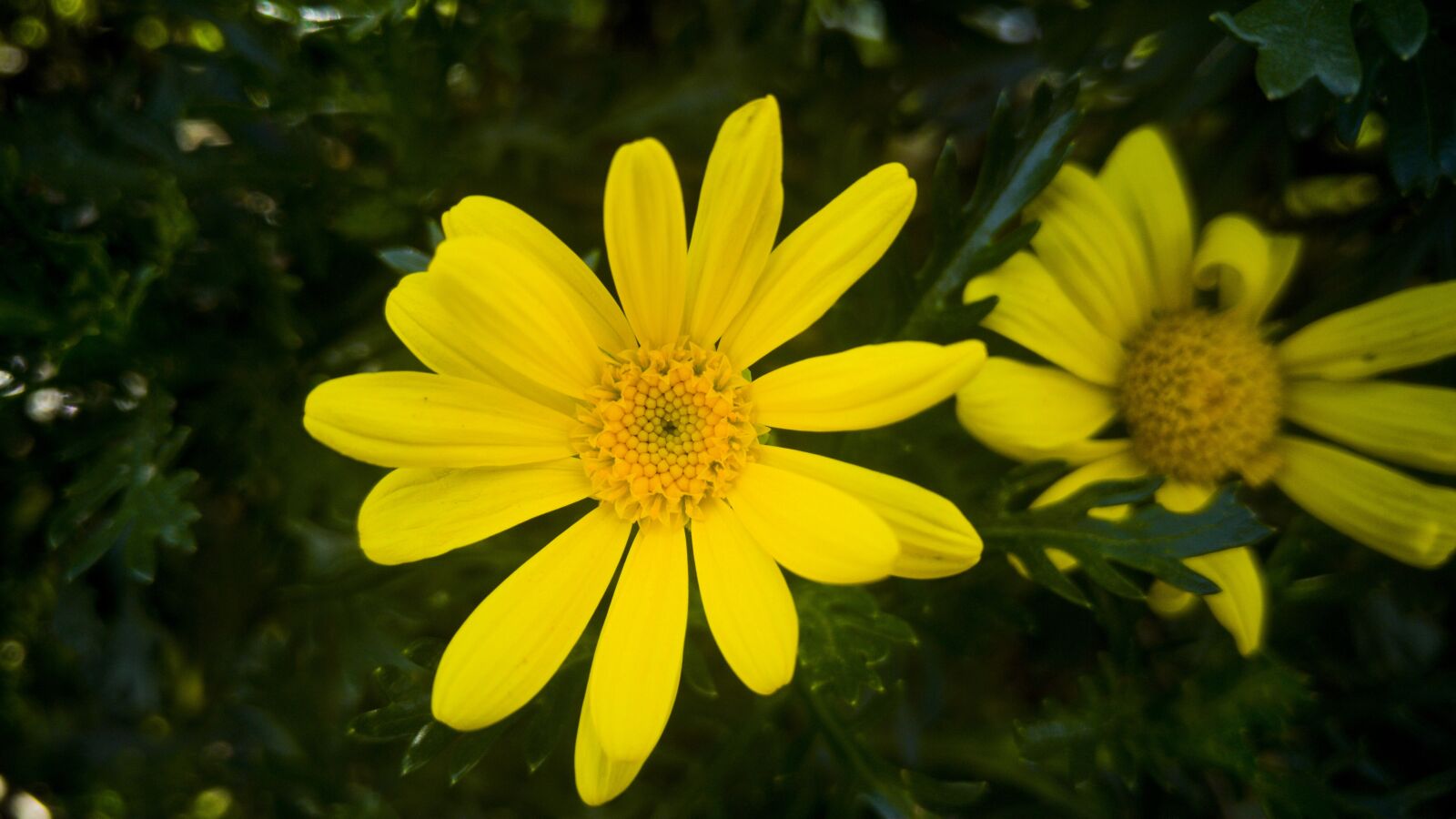 LG G4 sample photo. Outdoors, nature, plant photography