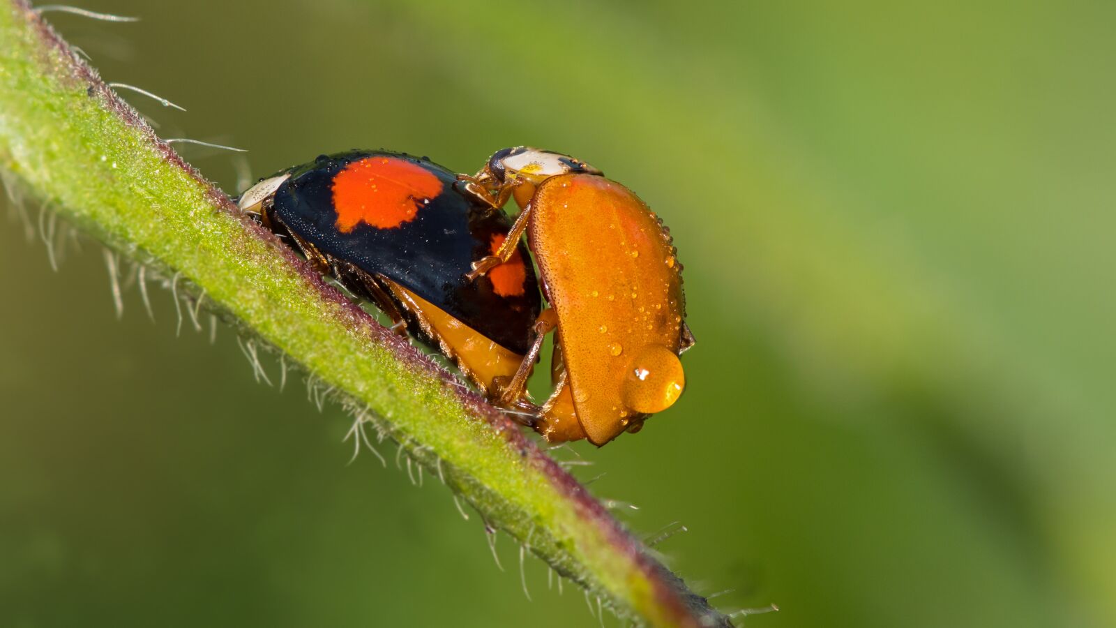 Panasonic Lumix DC-G9 sample photo. Ladybug, god beetle, beetle photography