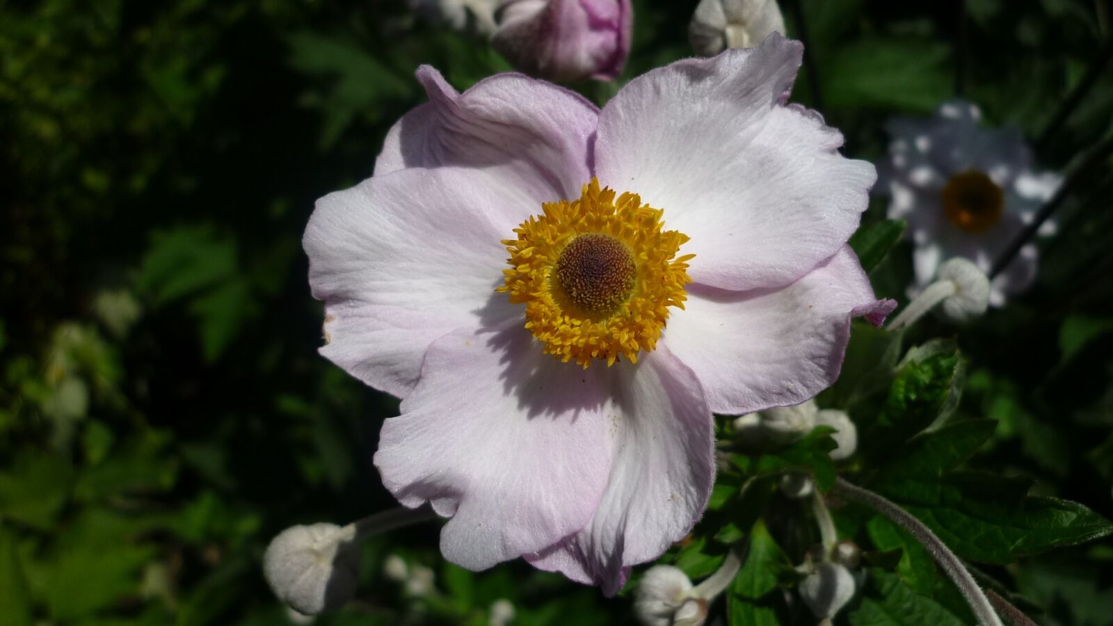 Panasonic Lumix DMC-FS6 sample photo. Japanese anemone, bright pink photography