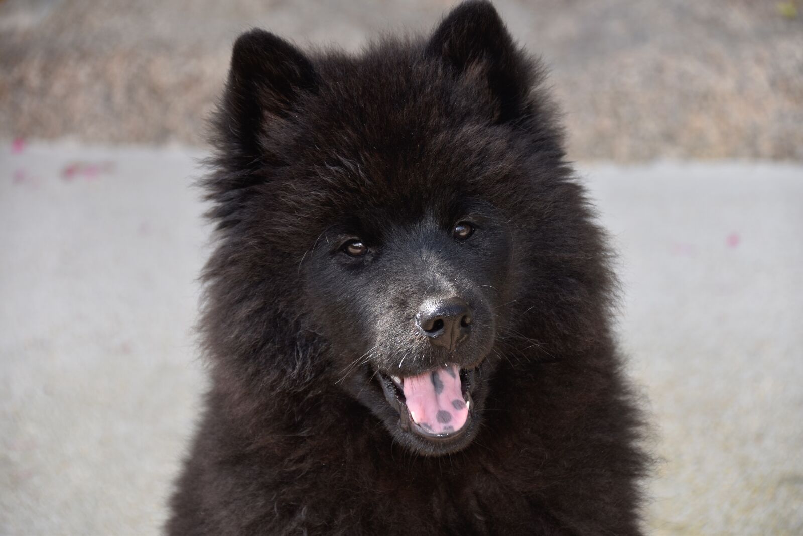 Nikon D5600 sample photo. Dog, dog eurasier, young photography