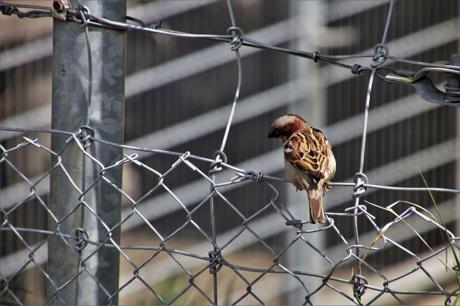 Canon EOS 80D sample photo. Little bird, the sparrow photography