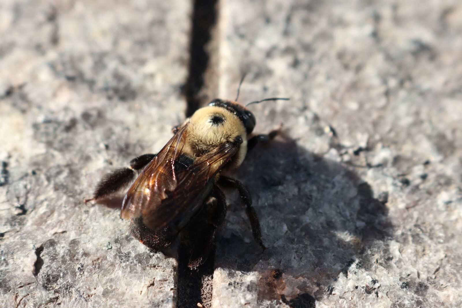 Canon EOS 80D sample photo. Bee, fall, s photography