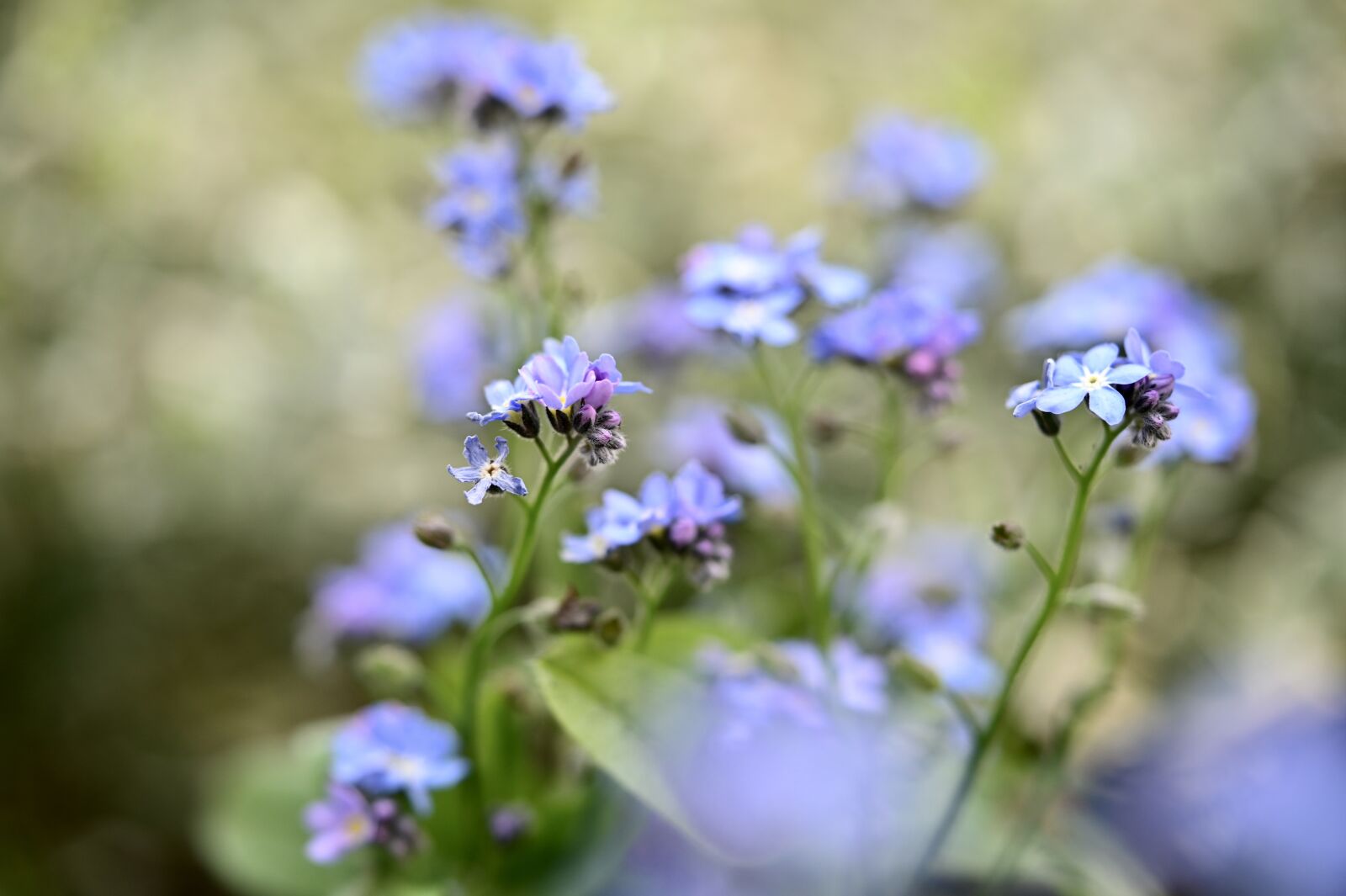 Nikon Z6 sample photo. Forget me not, flower photography