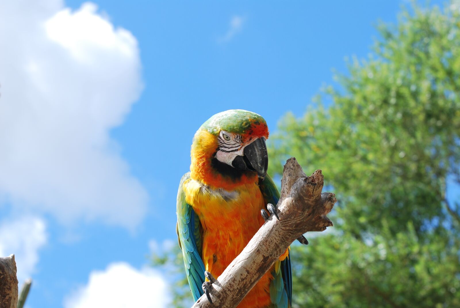 Nikon D60 sample photo. Parrot, bird, nature photography