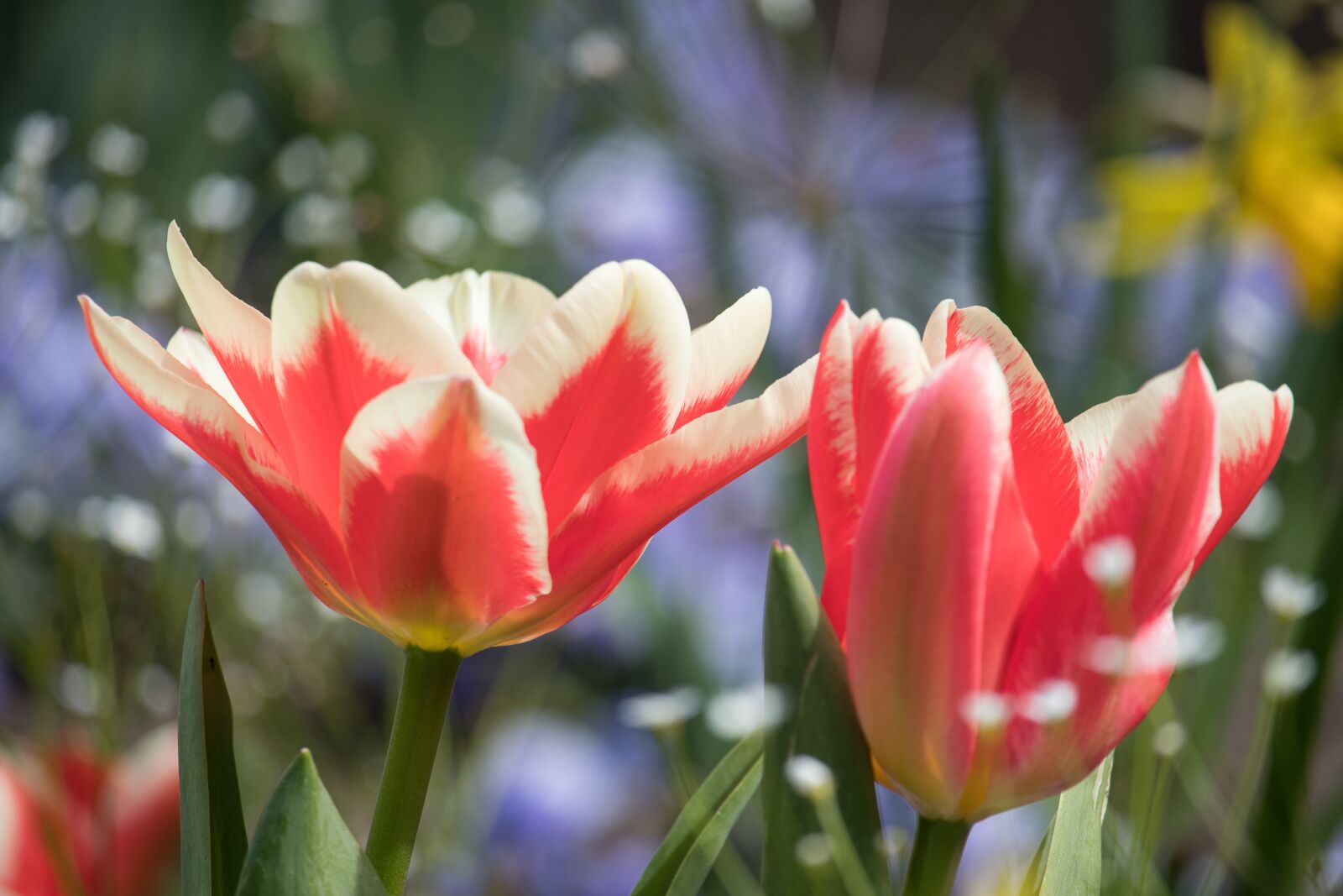 Canon EF-S 55-250mm F4-5.6 IS STM sample photo. Tulip, flower, ornamental plant photography