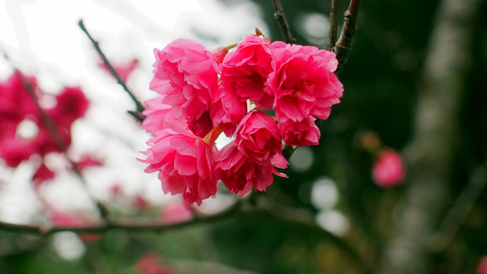 Olympus PEN E-PL6 sample photo. Sakura, flower, cherry blossoms photography