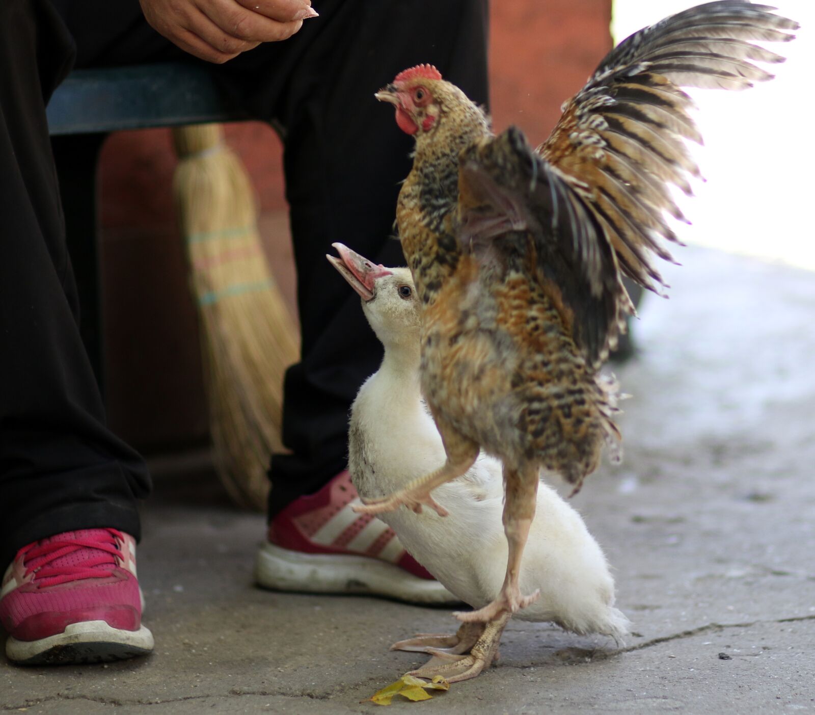Canon EF 85mm F1.8 USM sample photo. Rate, chicken, friends photography