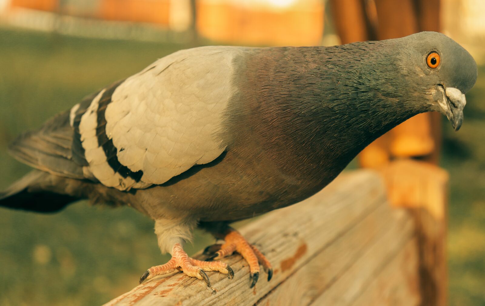 Canon EOS 200D (EOS Rebel SL2 / EOS Kiss X9) sample photo. The pigeon is sitting photography