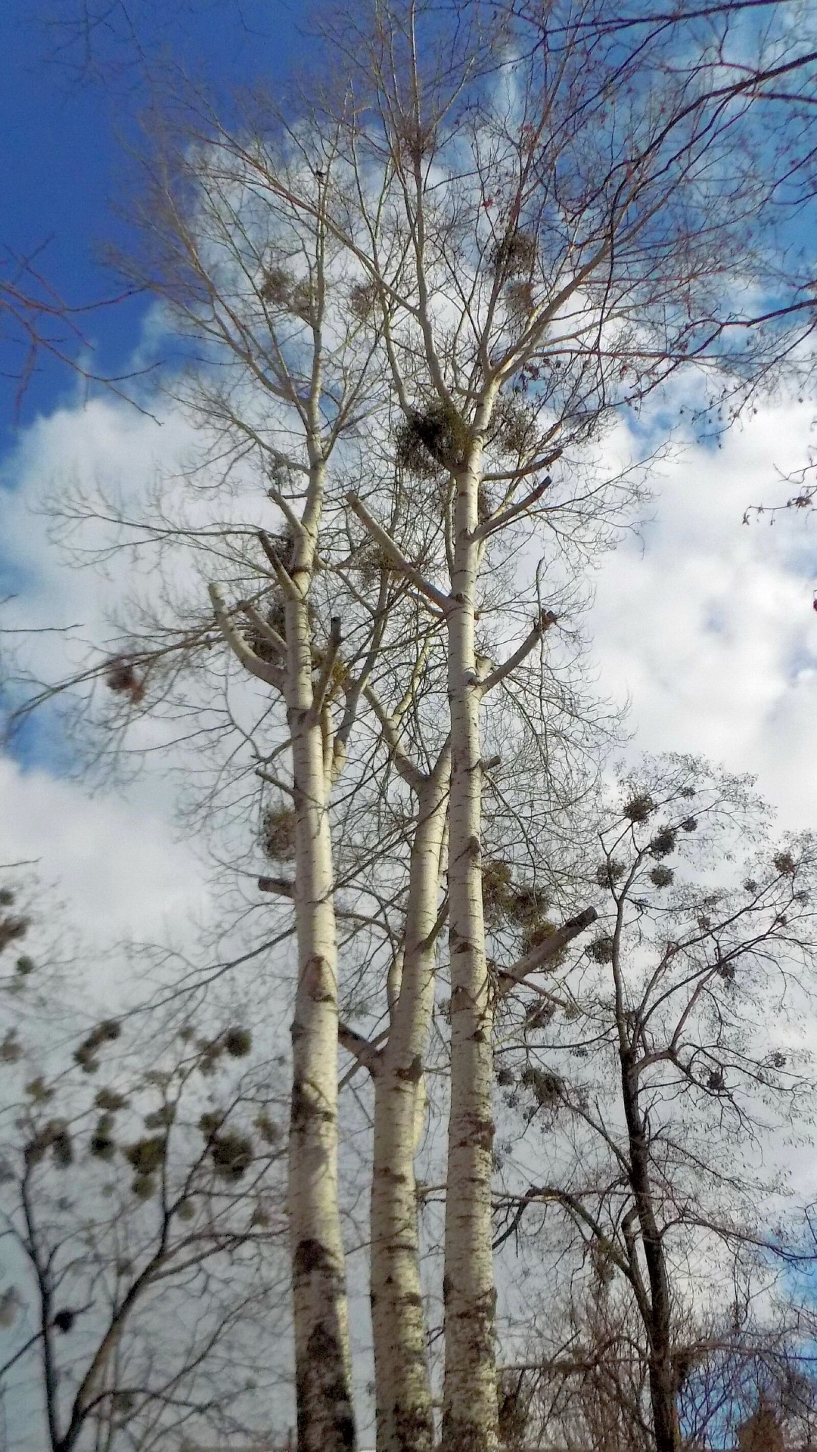 Nikon COOLPIX L330 sample photo. Tree, winter, nature photography